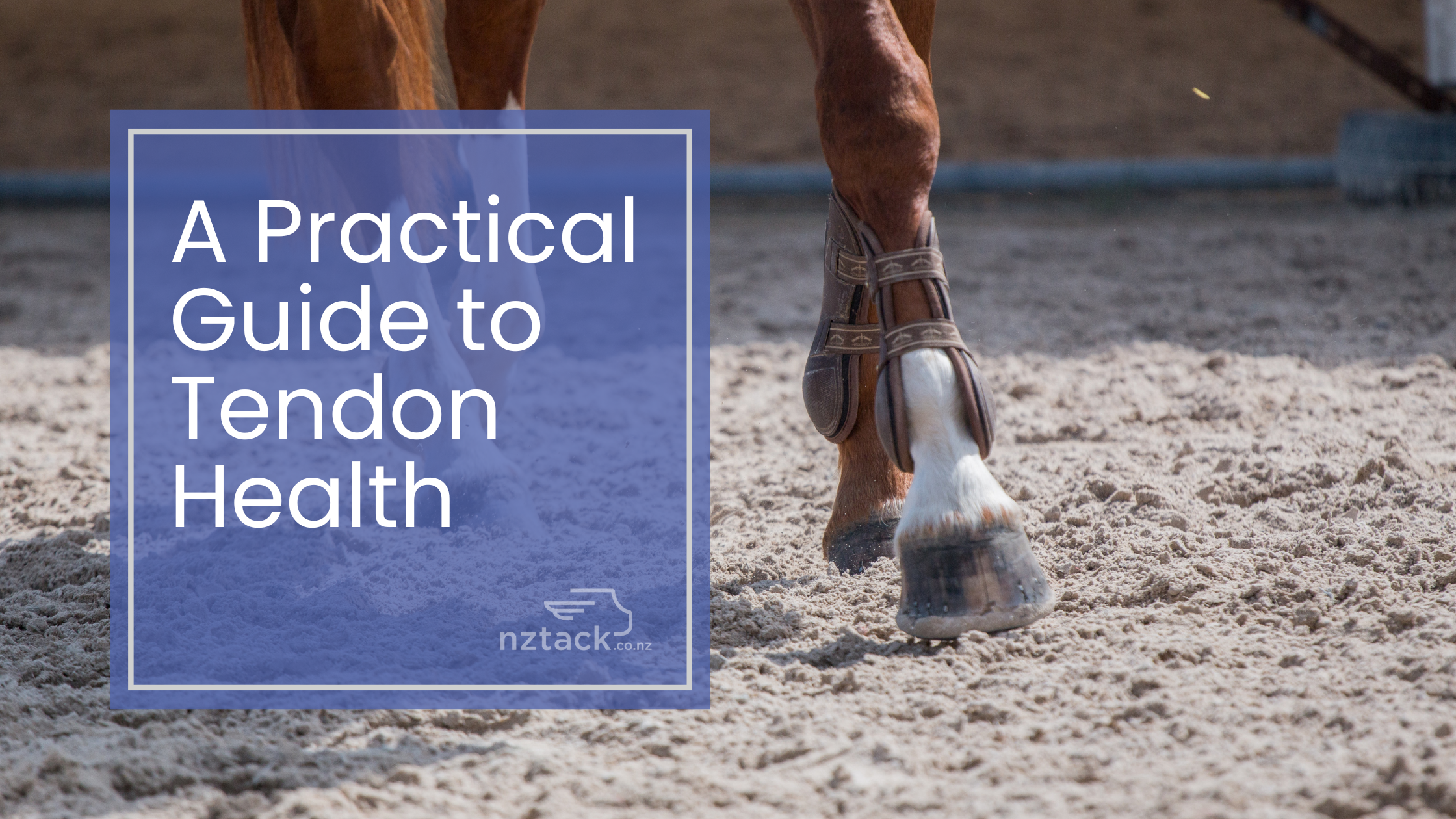 A Practical Guide to Tendon Health