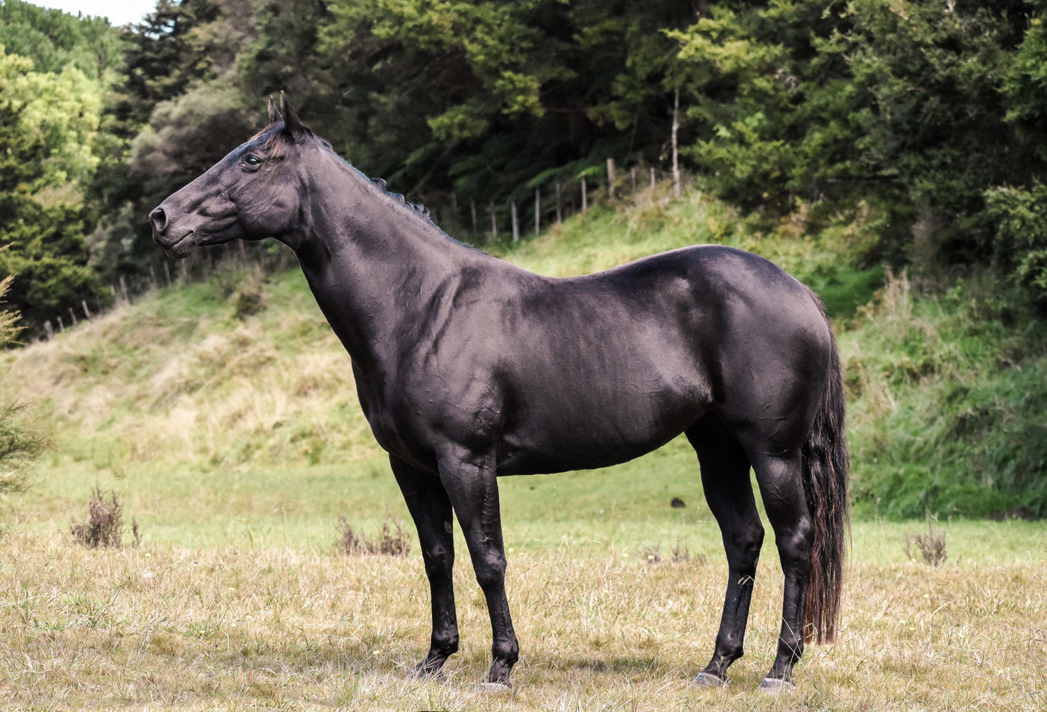 Tips to Prevent Your Black Horses Coat Fading
