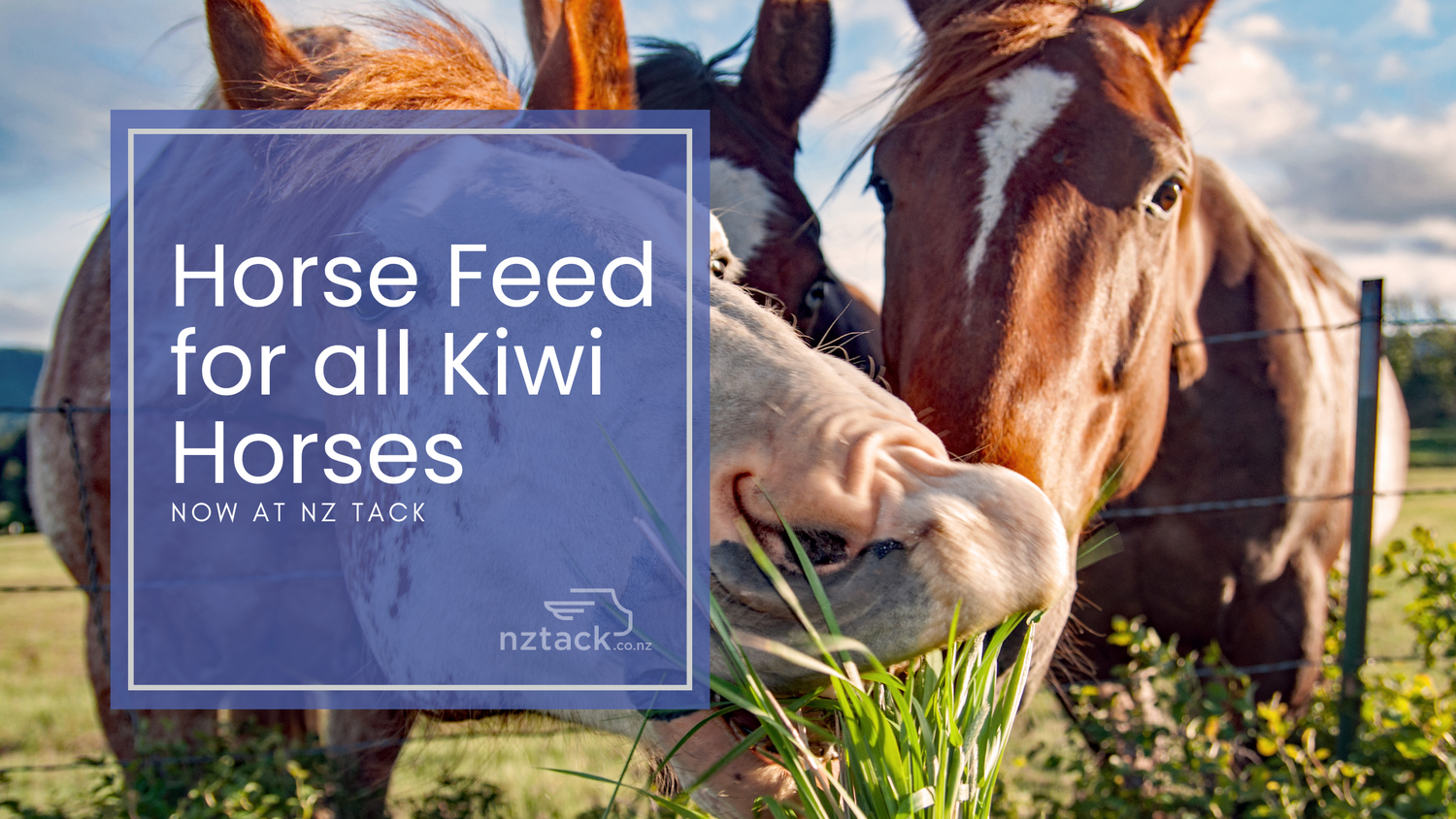 Horse Feed for all Kiwi Horses now at NZ Tack
