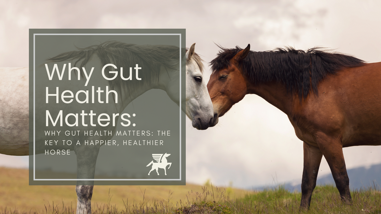 Why Equine Gut Health Matters: The Key to a Happier, Healthier Horse