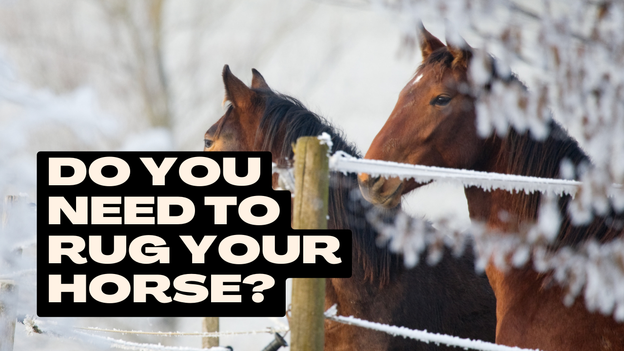 Do you need to rug your horse?