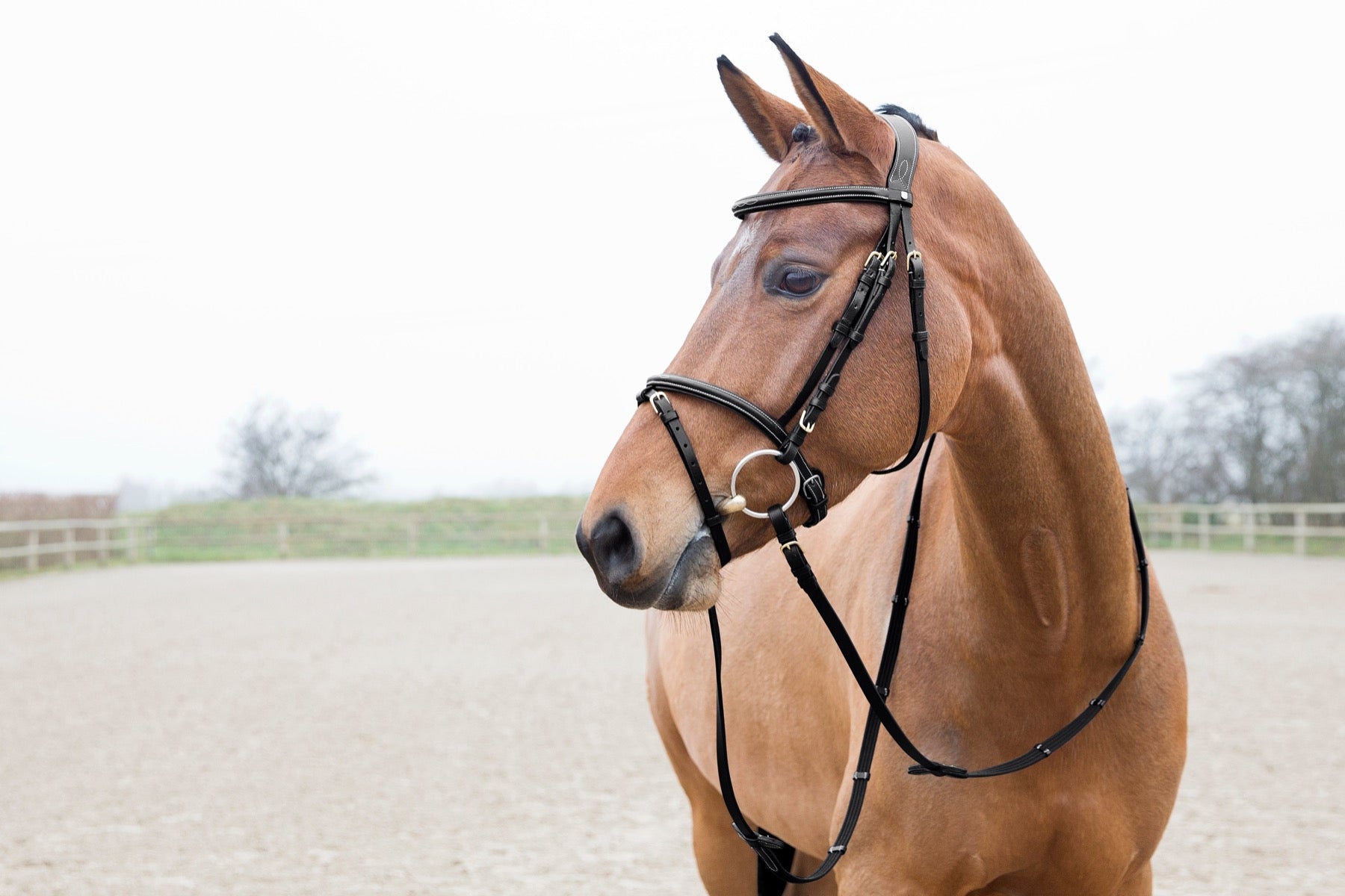 Horze Constance Bridle