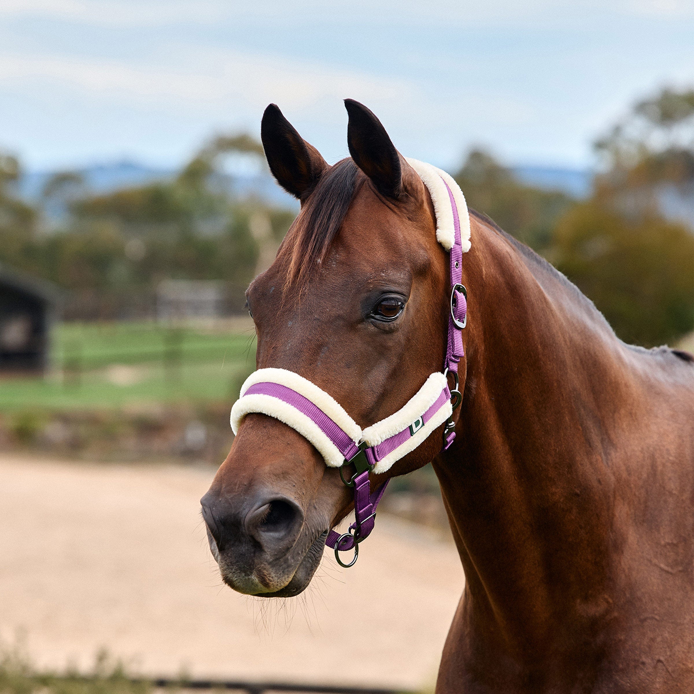 Dublin Soft Fit Headcollar - Dark Purple