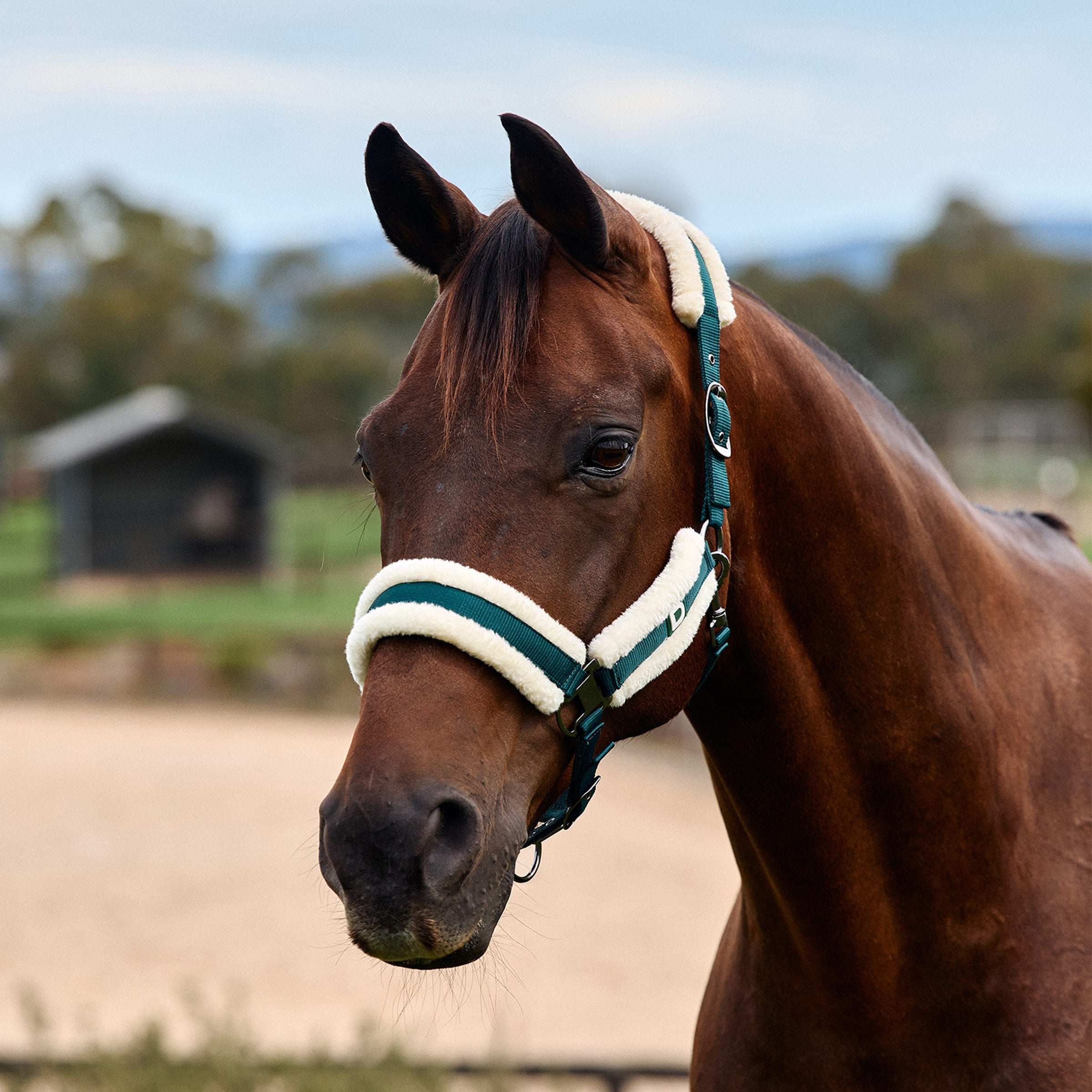 Dublin Soft Fit Headcollar - Green