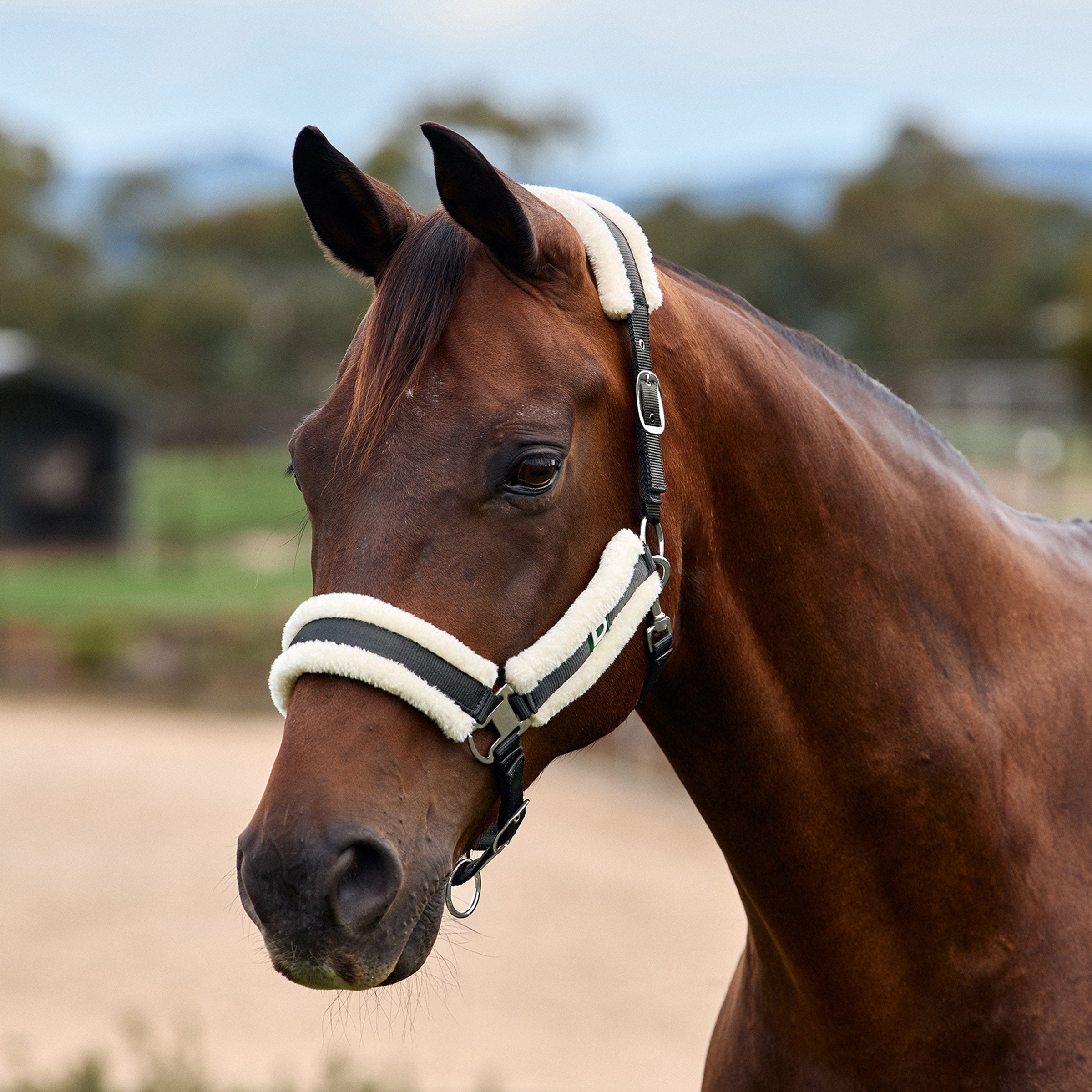 Dublin Soft Fit Headcollar - Grey