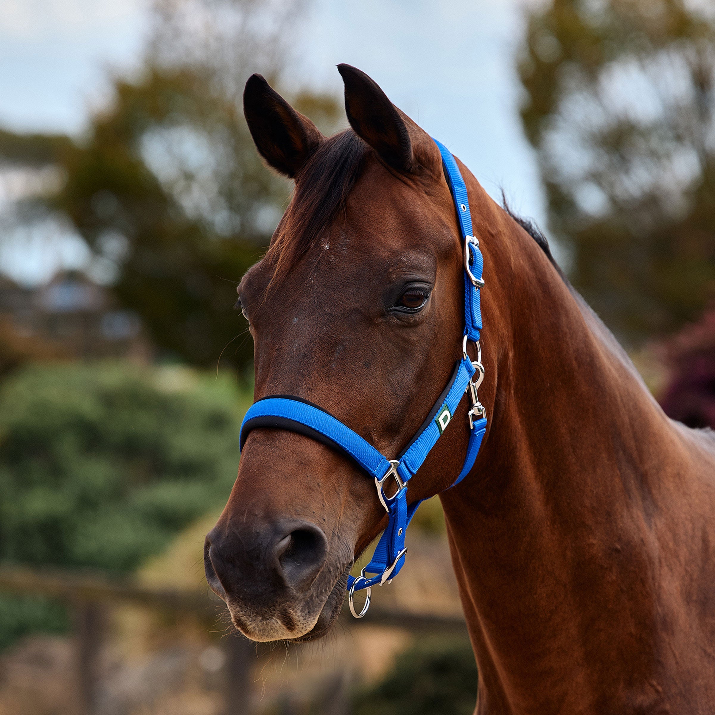 Dublin Neo Comfort Headcollar - Cobalt