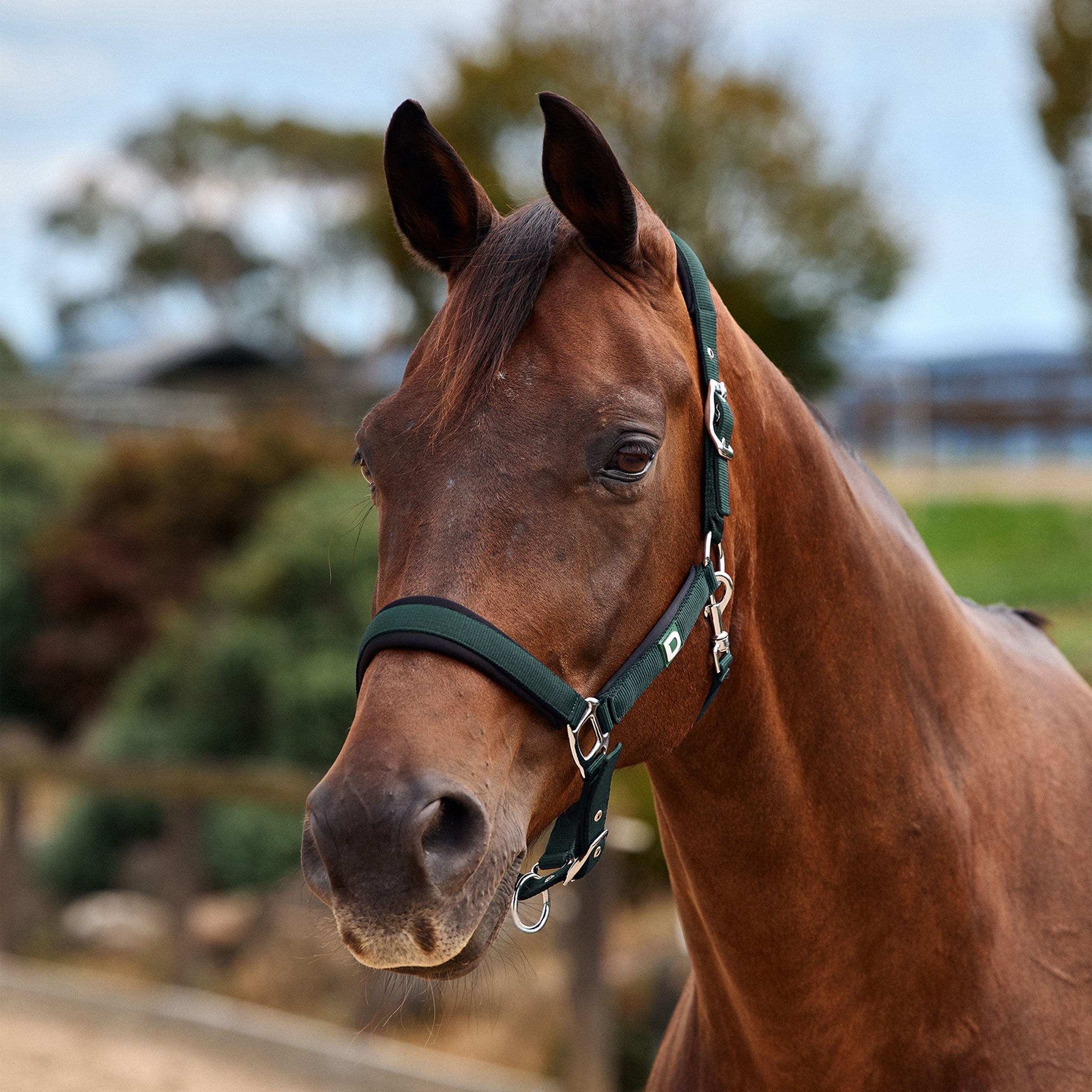 Dublin Neo Comfort Headcollar - Green/Black