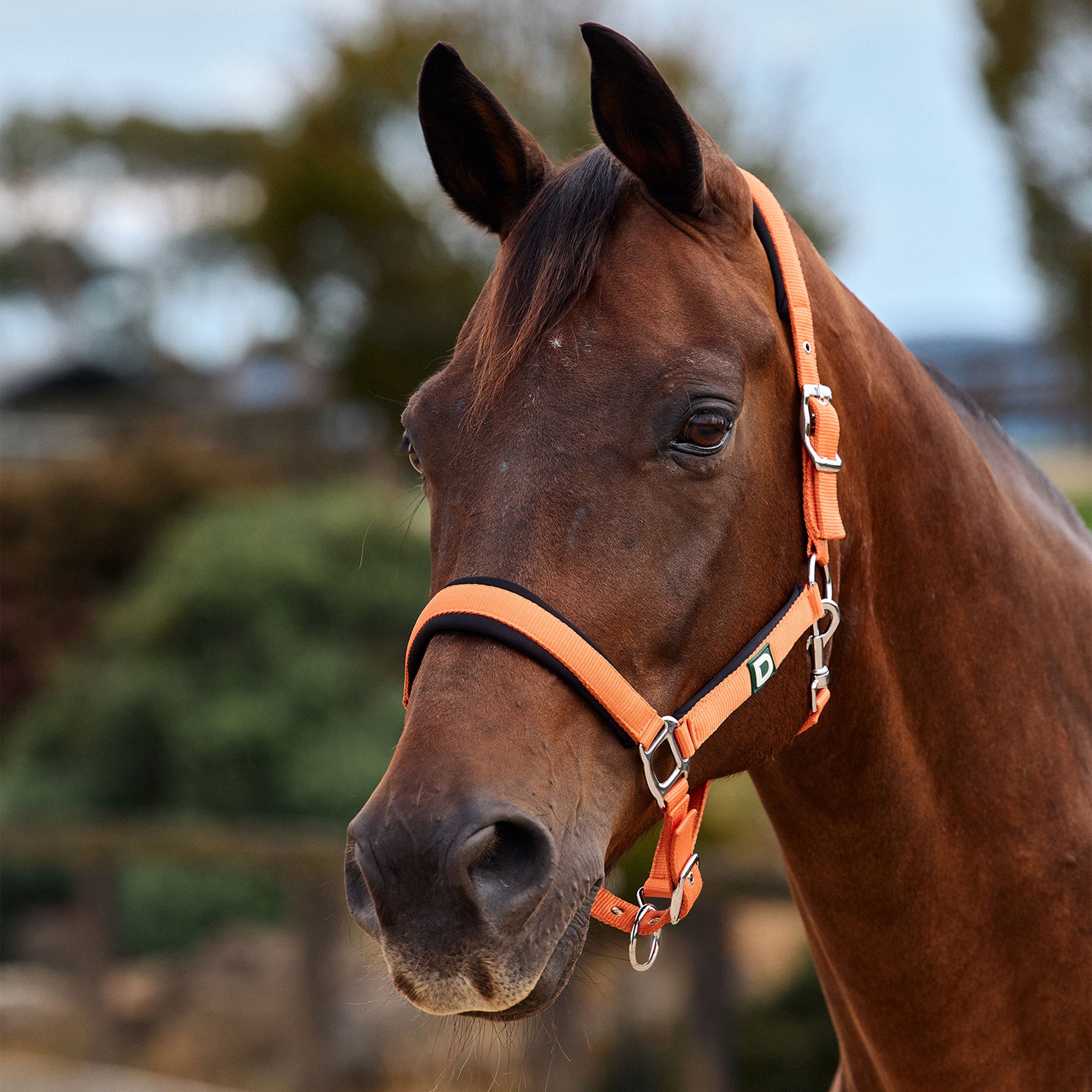 Dublin Neo Comfort Headcollar - Orange