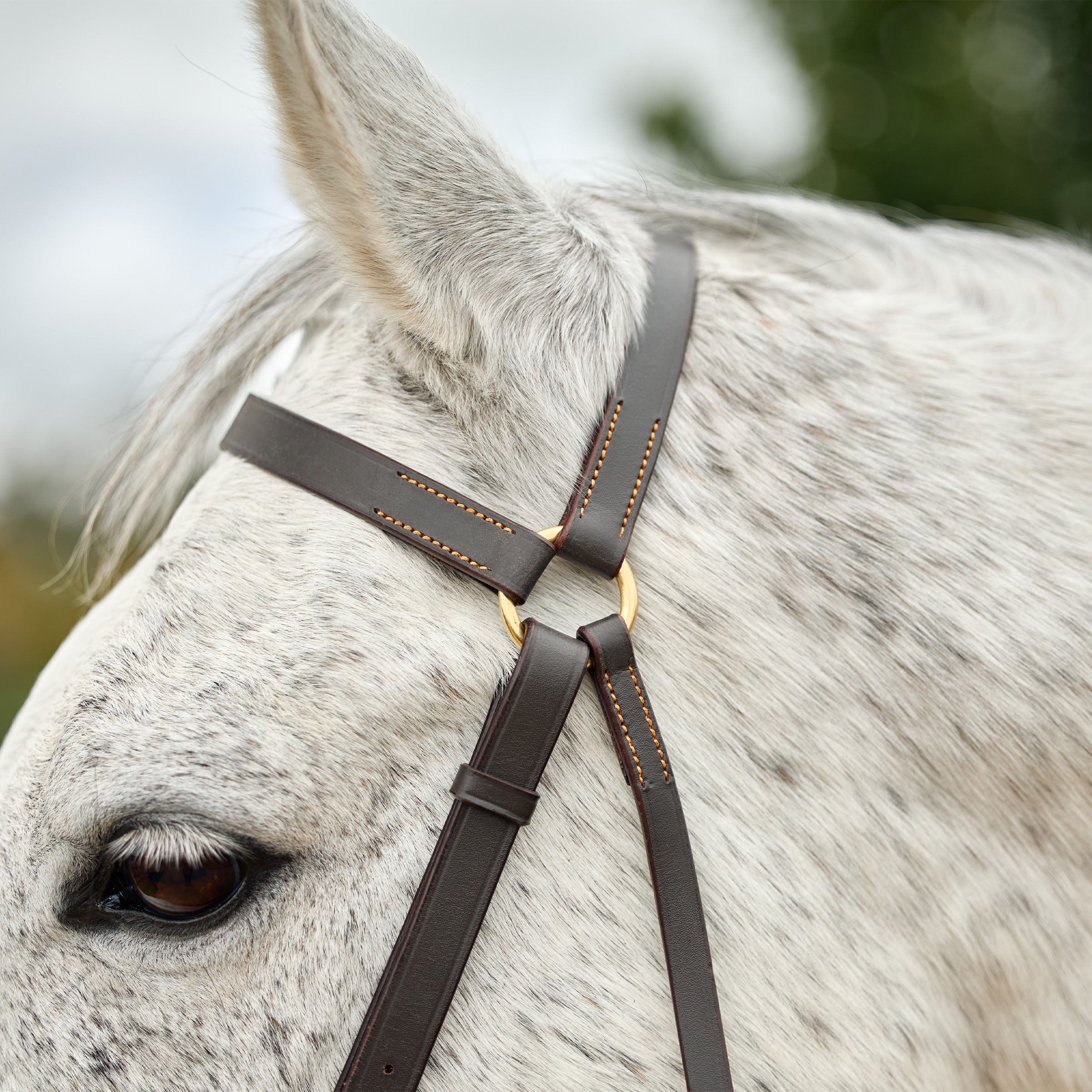 Dublin Brass Barcoo Bridle