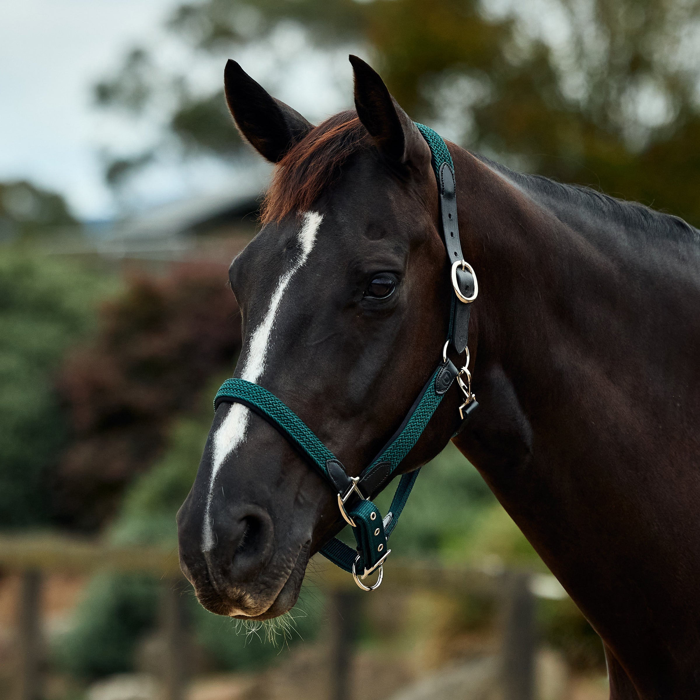 Dublin Braided Leather Headcollar - Hunter Green
