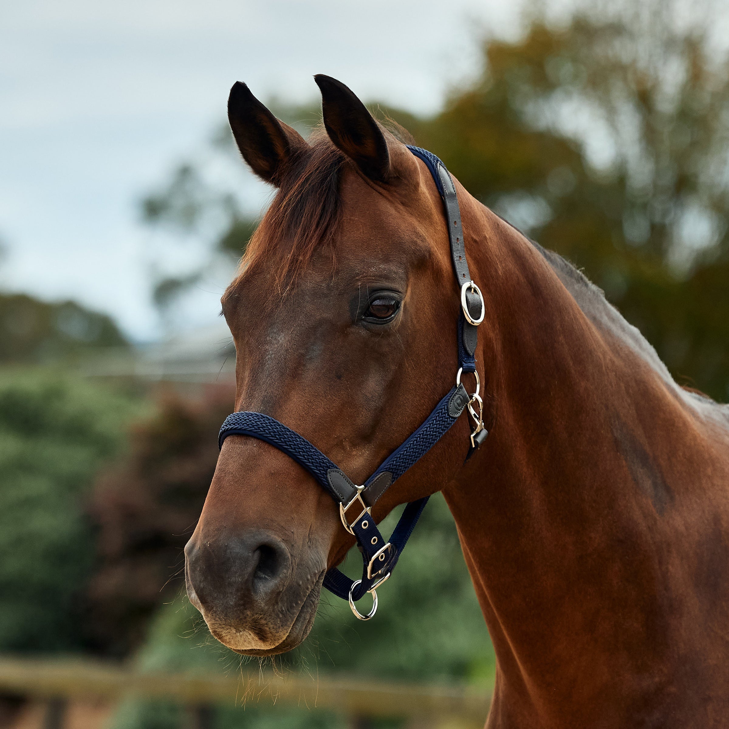 Dublin Braided Leather Headcollar - Navy