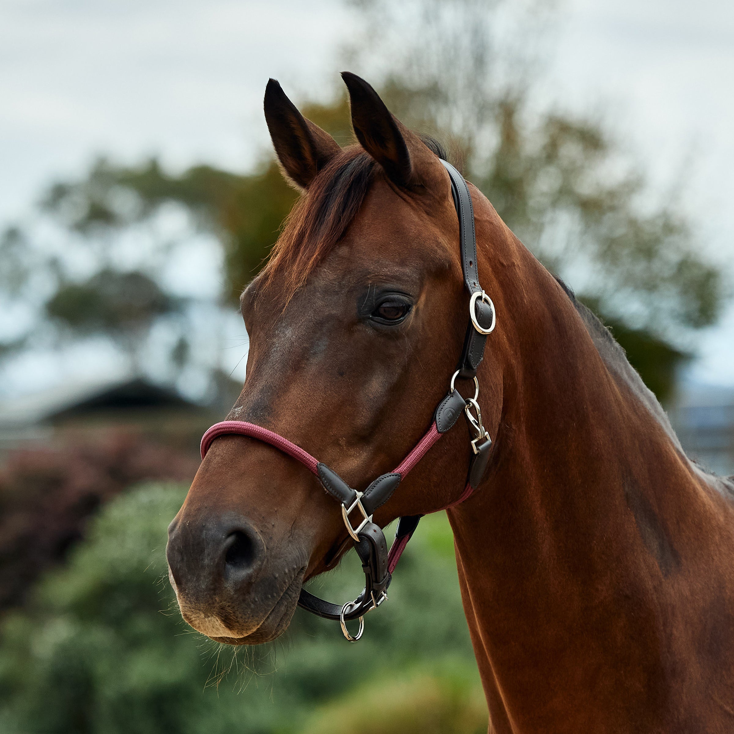Dublin Leather Rope Headcollar - Burgundy/Brown