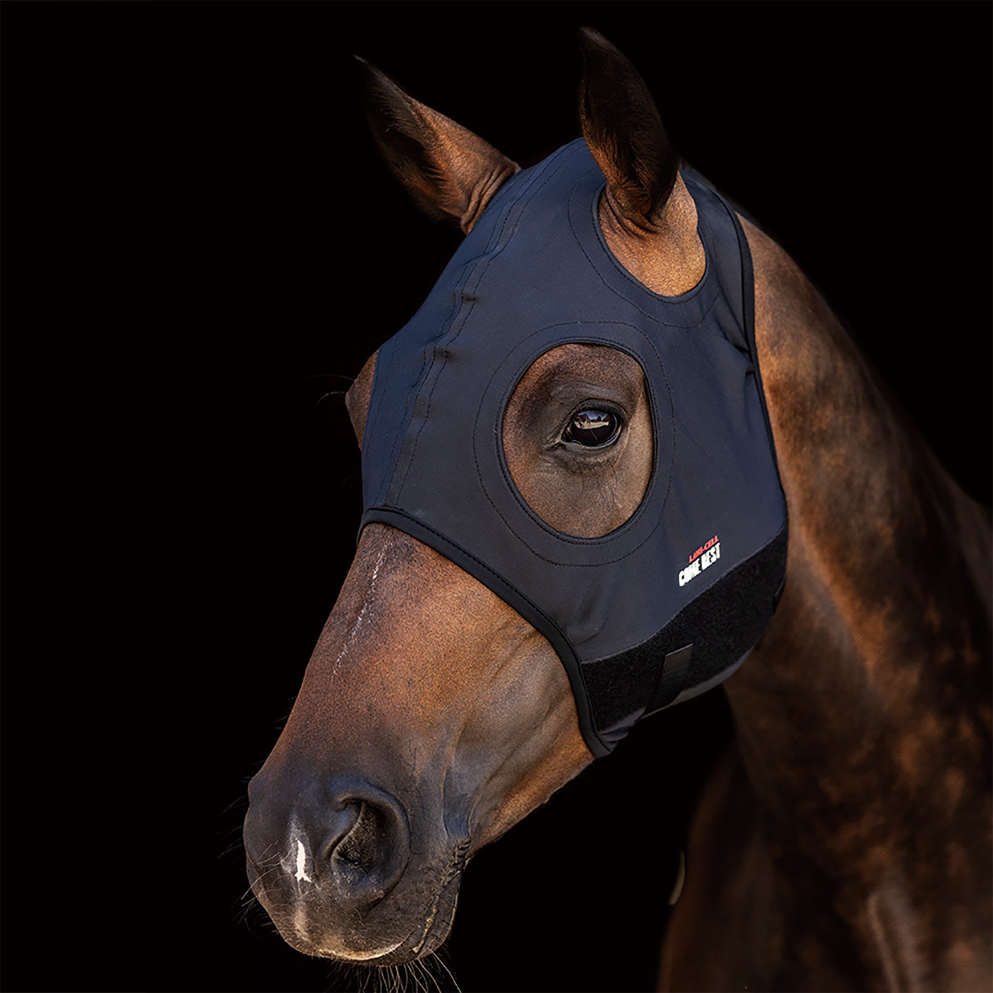 Zilco Come Best Titanium Hoods