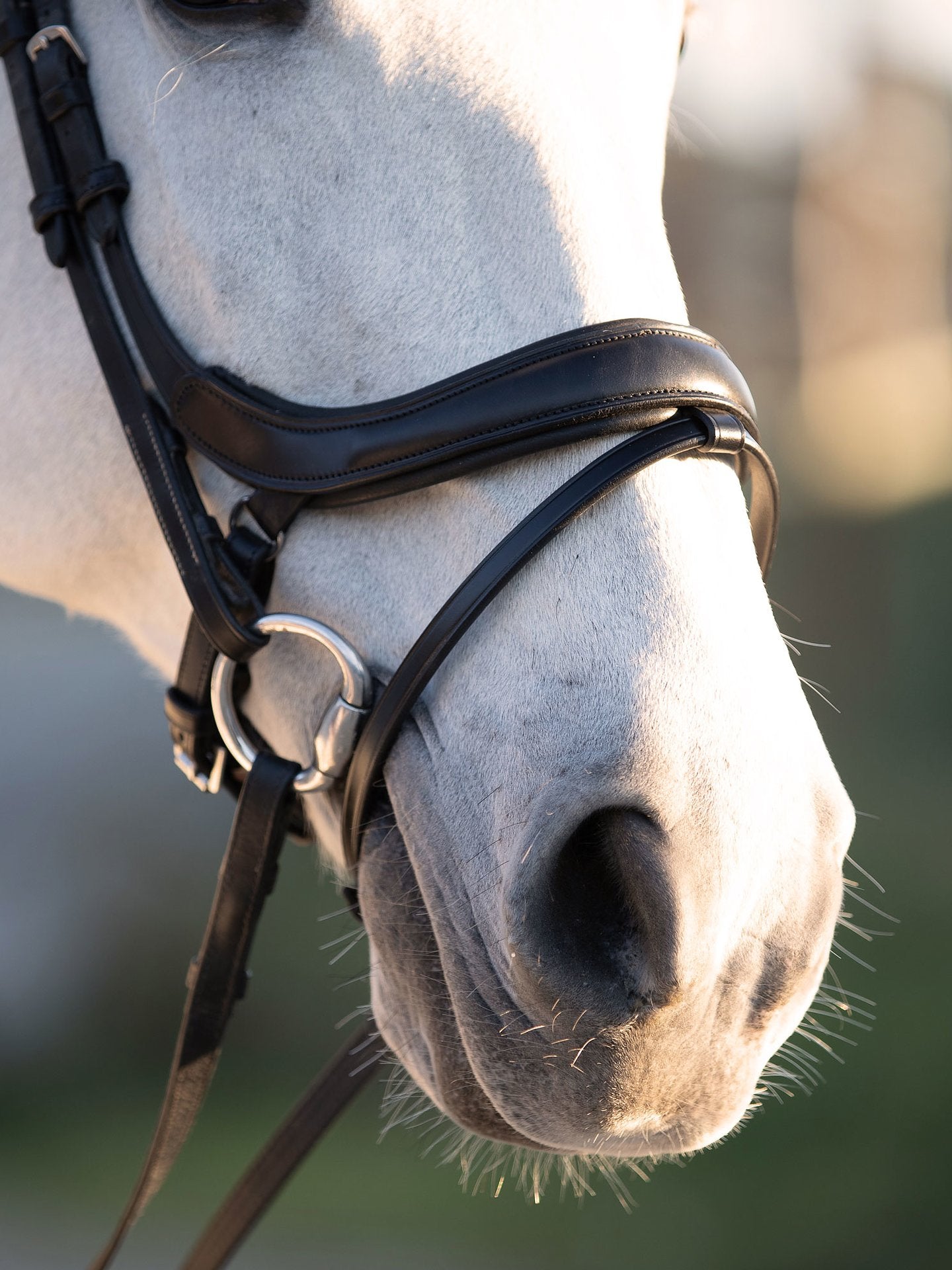 PS of Sweden Bridle Paladin