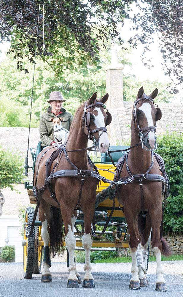 Zilco Brun Pairs Harness Pony
