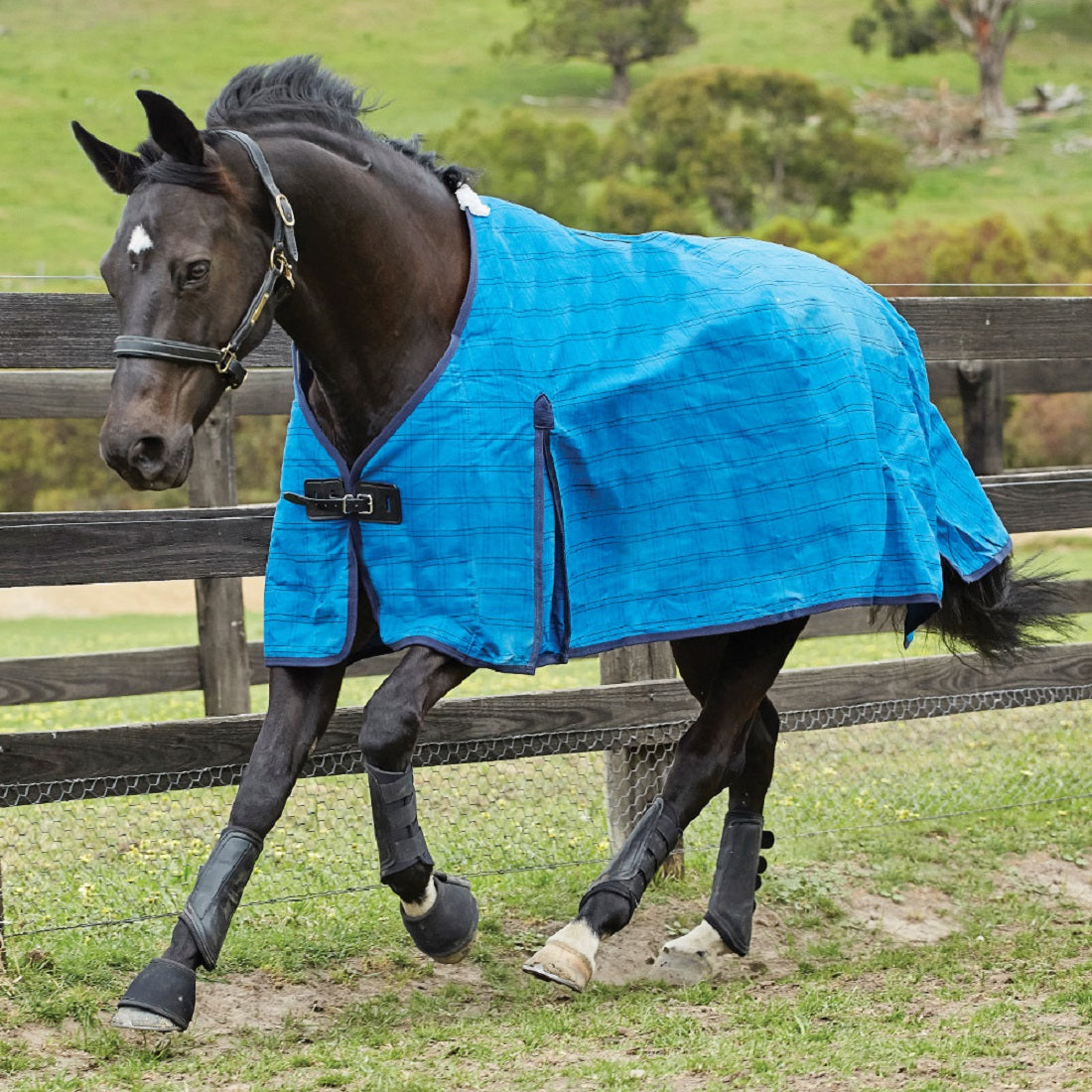 Sangle courte élastique en cuir rembourrée pour cheval Sangle courte élastique en cuir rembourrée pour cheval