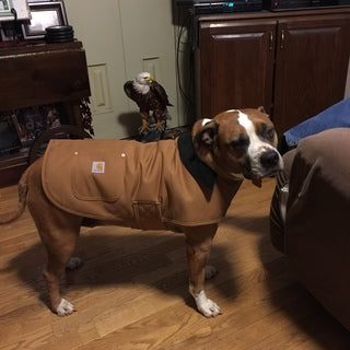 Carhartt Chore Dog Coat in Black