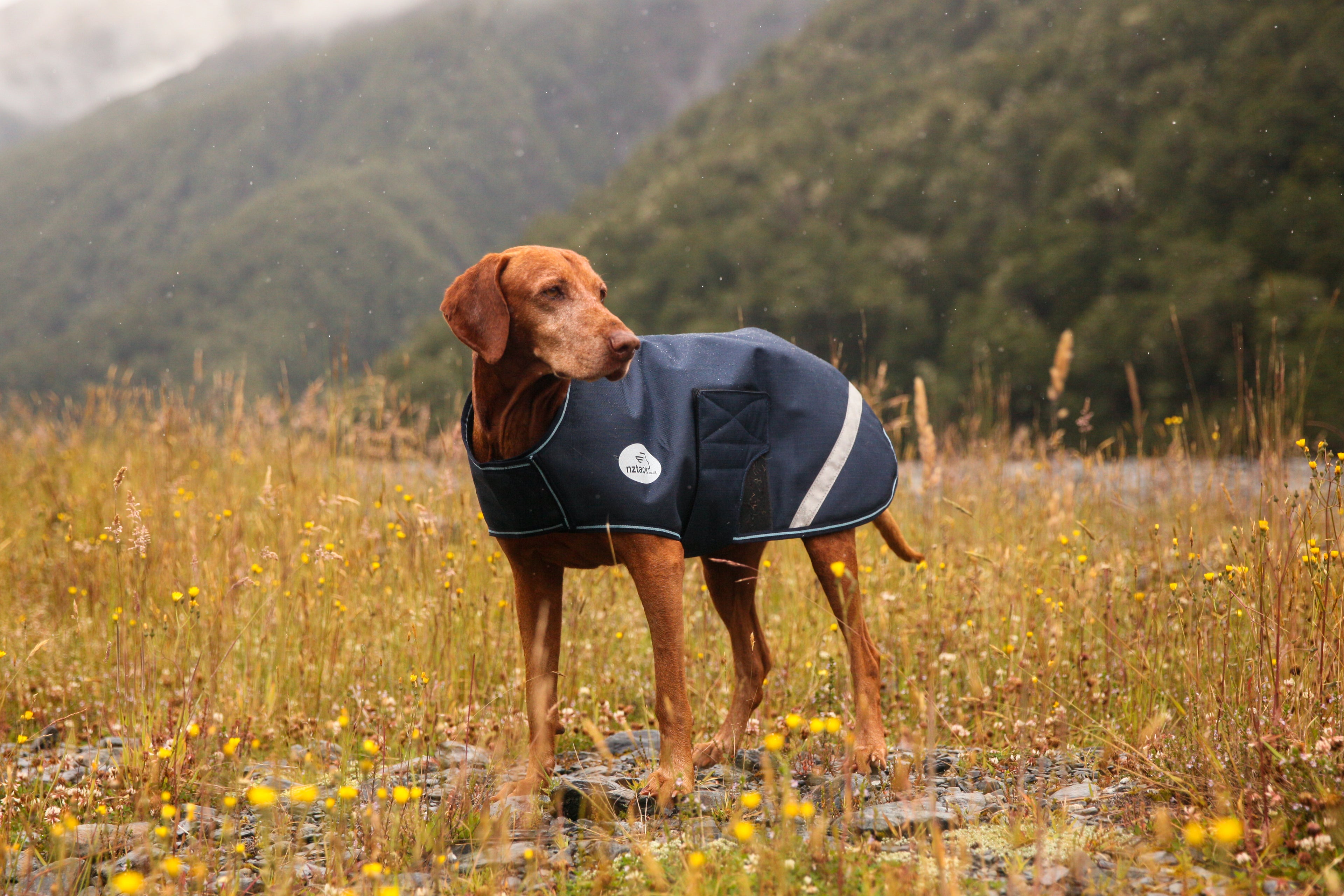 NZ Tack Buddy Dog Coat Navy
