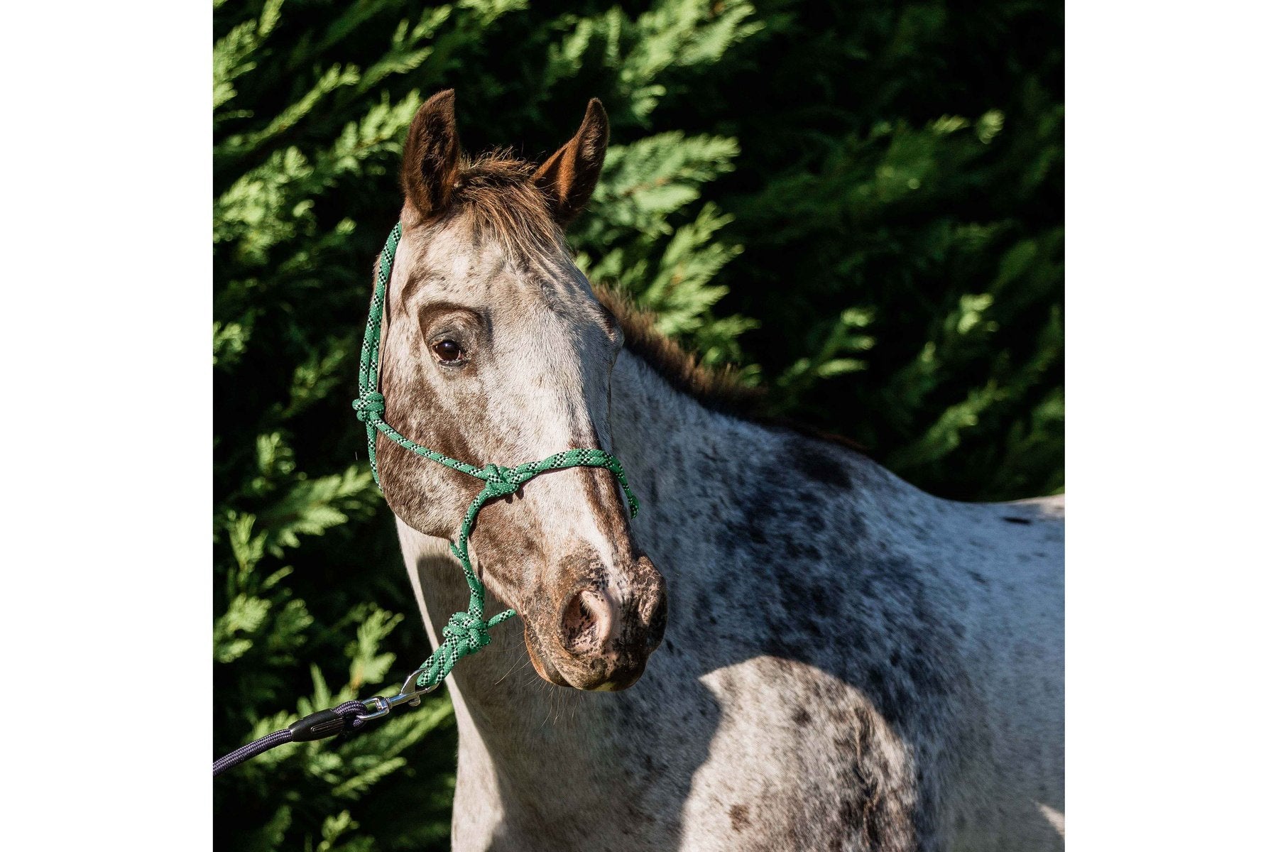 Flair Rope Multi Fleck Halter