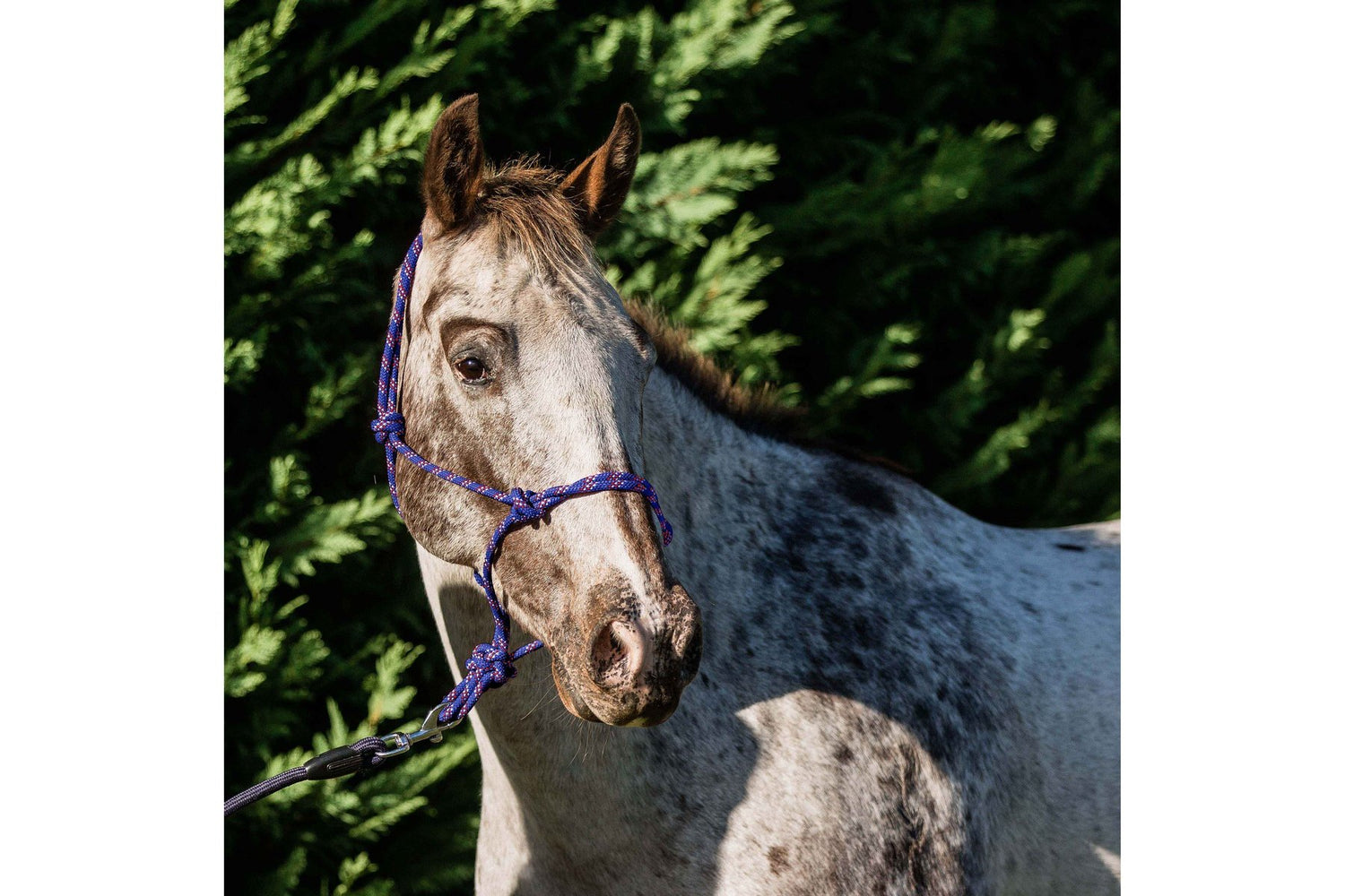Flair Rope Multi Fleck Halter