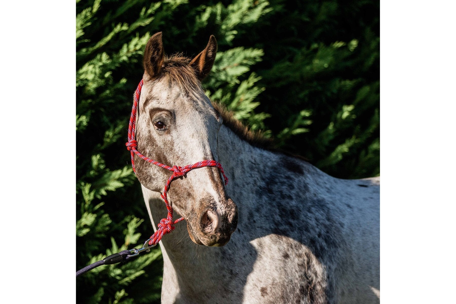 Flair Rope Multi Fleck Halter