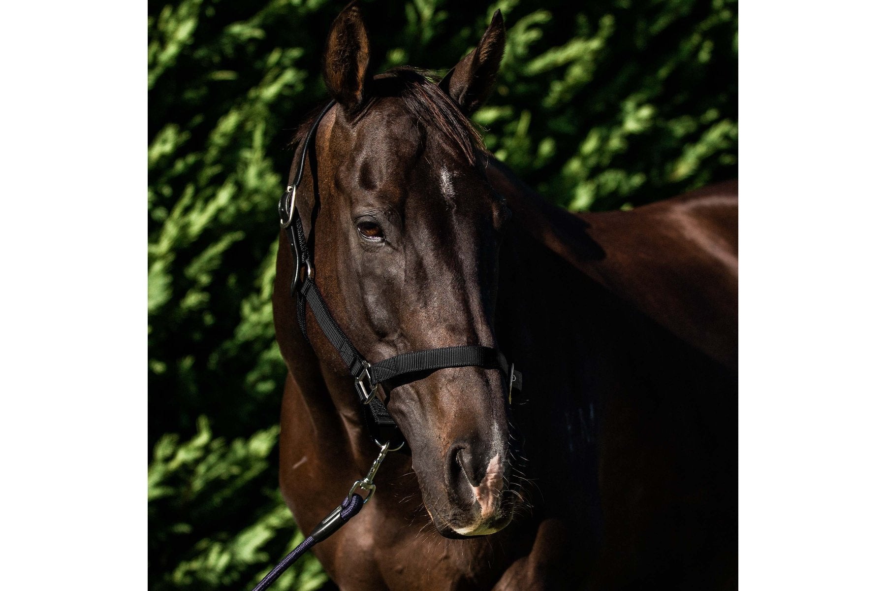 Flair Break Away Halter
