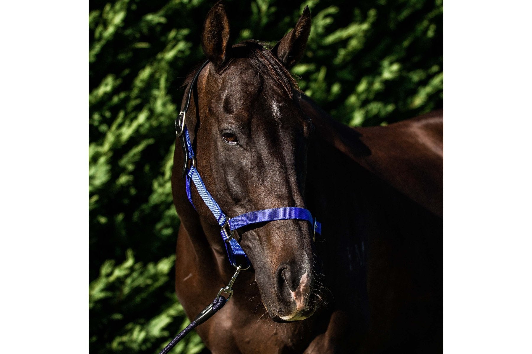 Flair Break Away Halter