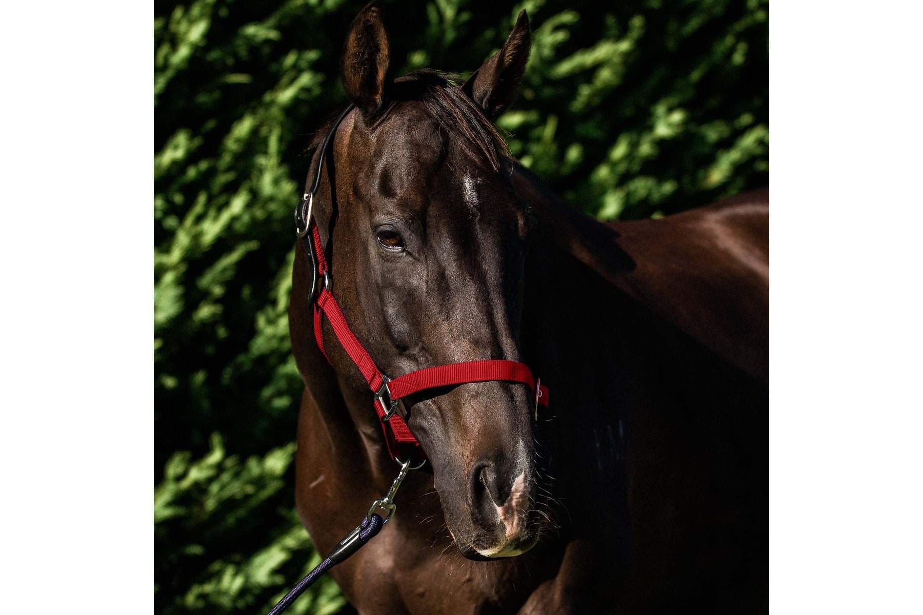 Flair Break Away Halter