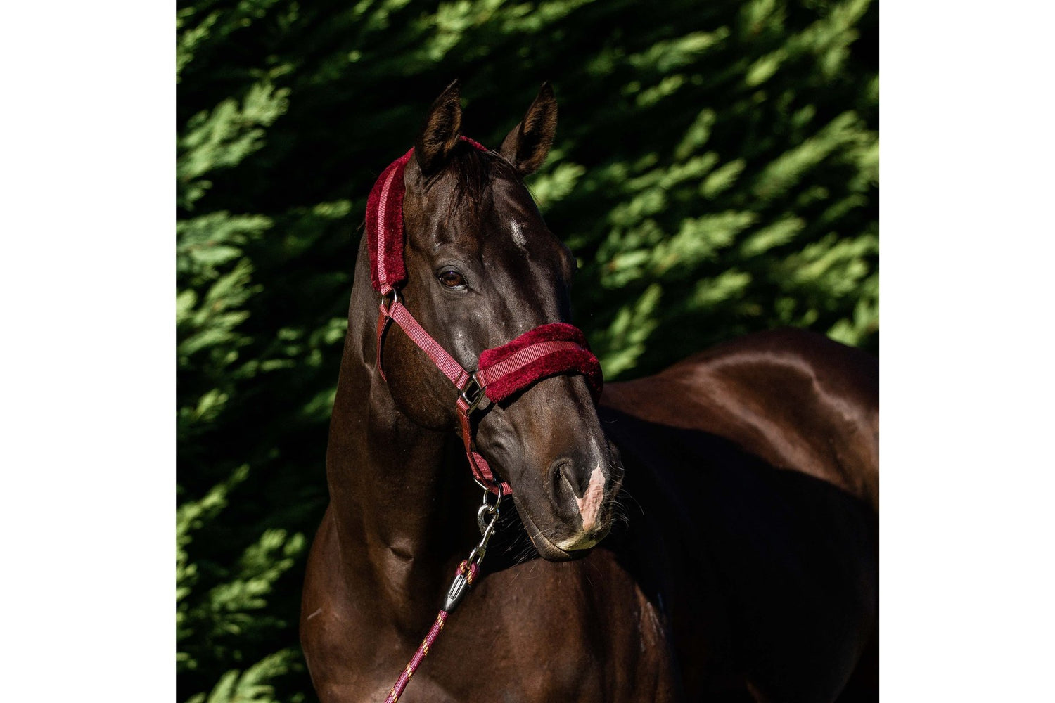 Flair Plush Fleece Lined Halter