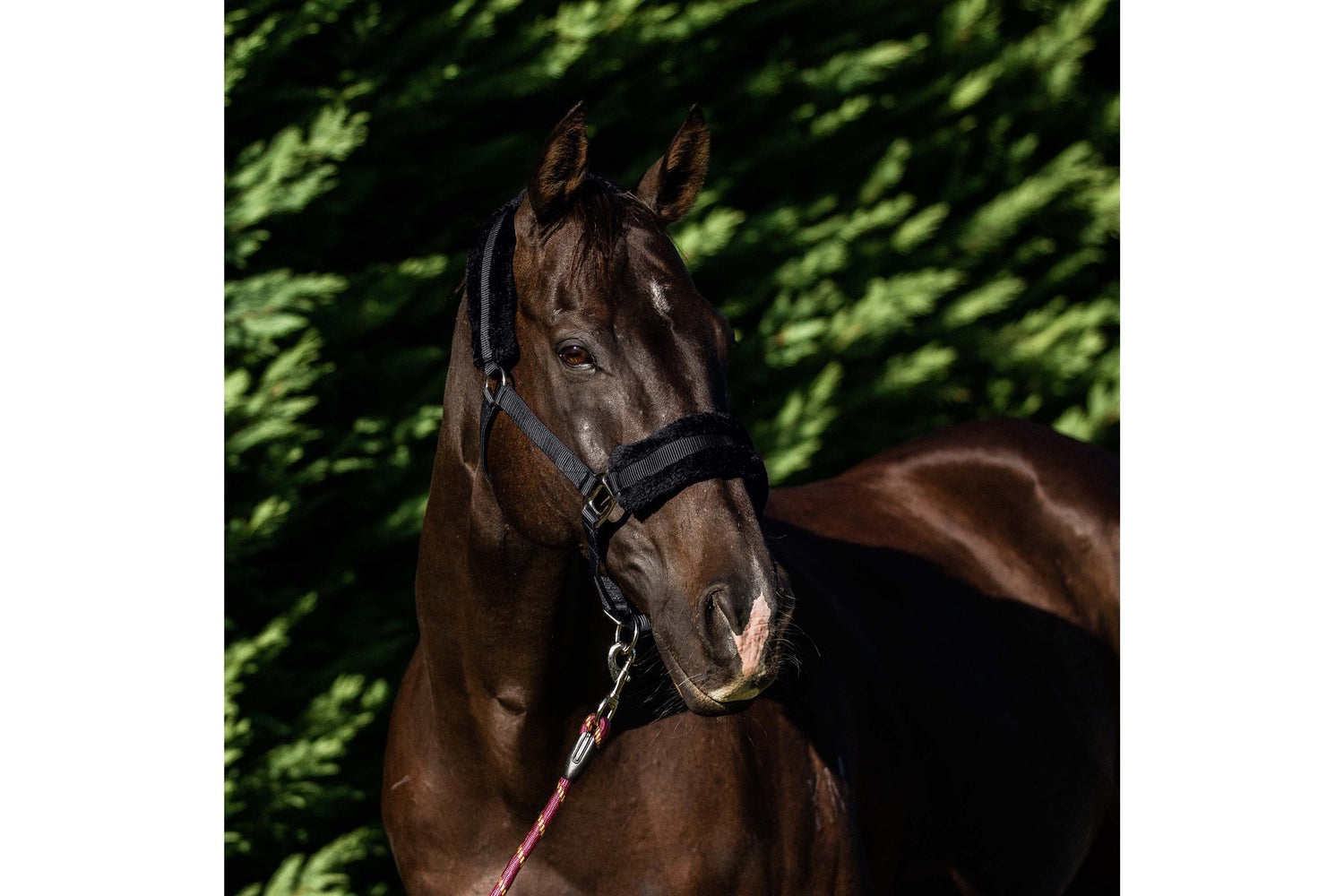 Flair Plush Fleece Lined Halter