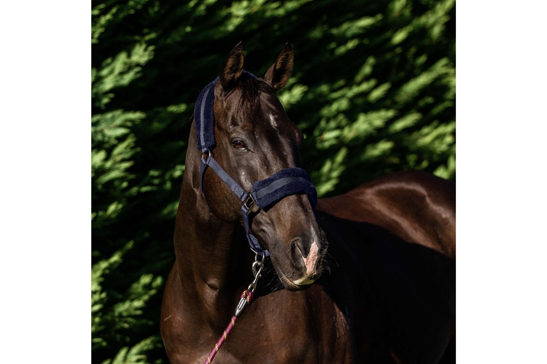 Flair Plush Fleece Lined Halter