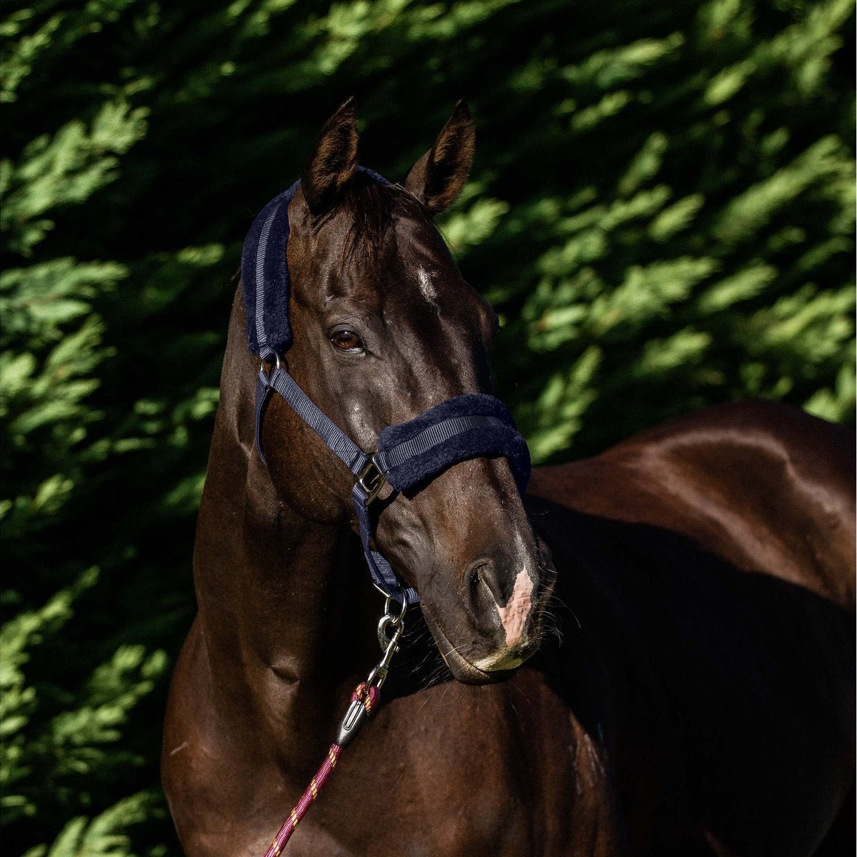 Flair Plush Fleece Lined Halter