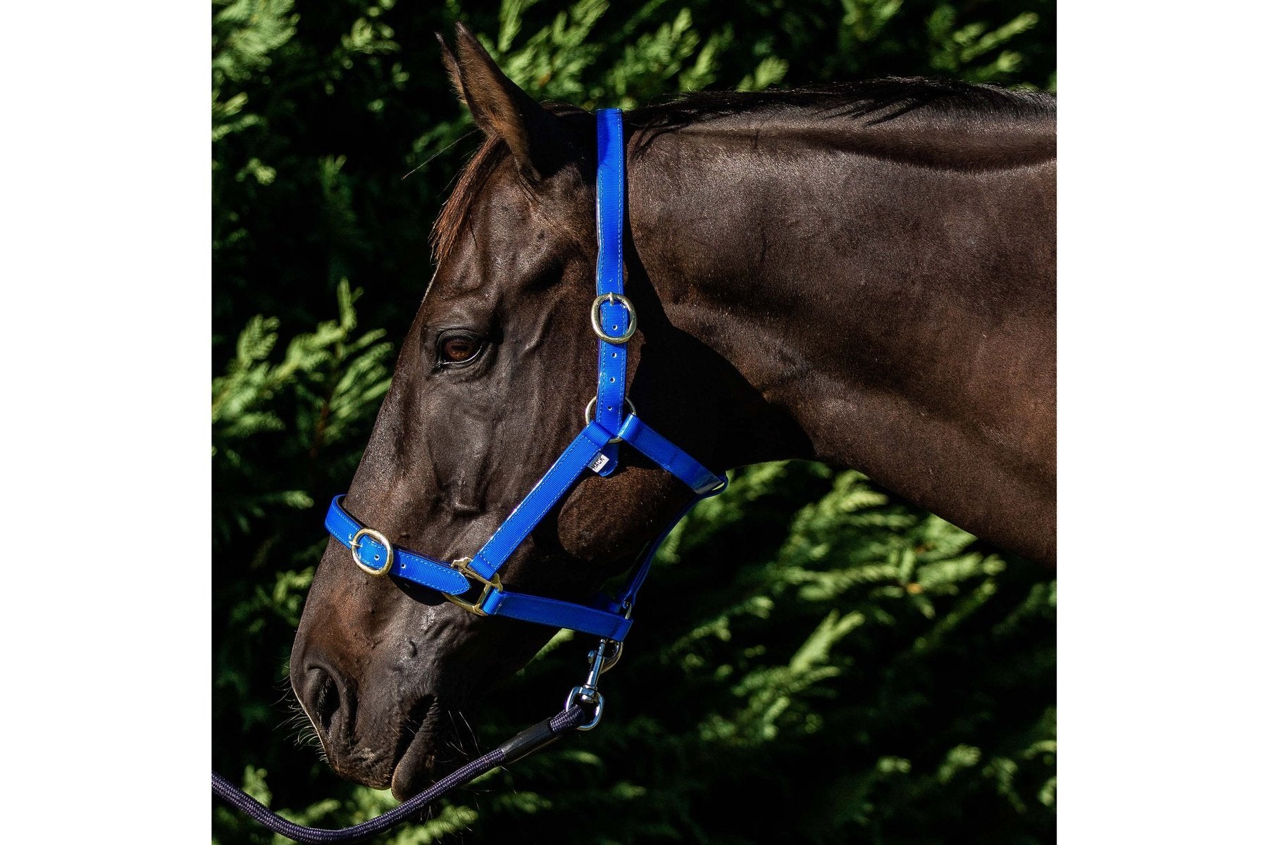 Flair PVC Harness Web Halter