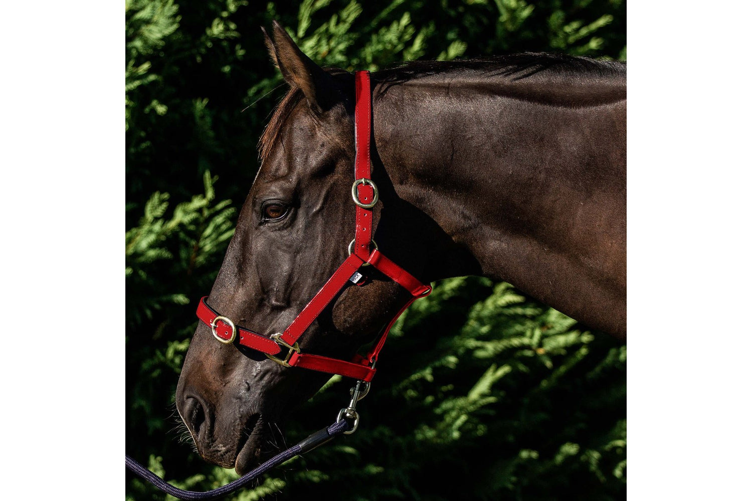 Flair PVC Harness Web Halter