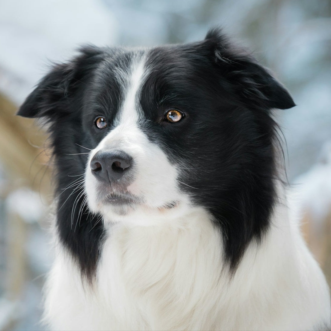 Eco Dog Canine Clean Charcoal Shampoo