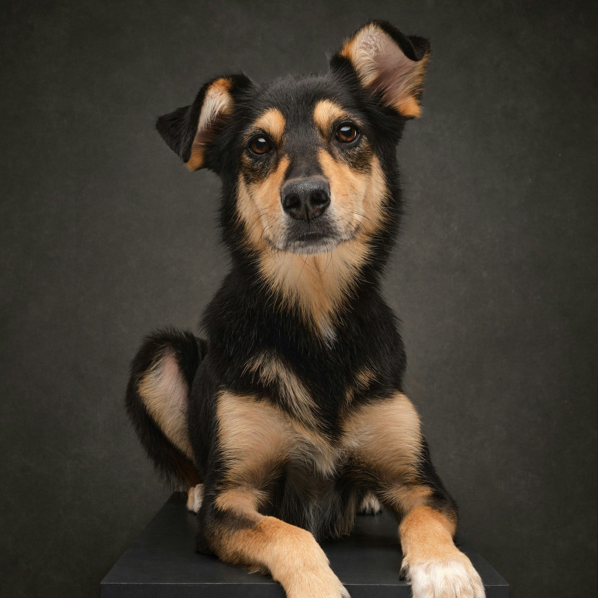 Dog with soothed, healthy skin and coat
