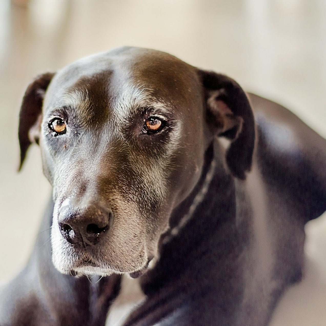 Eco Dog Hydrating Coat Conditioner