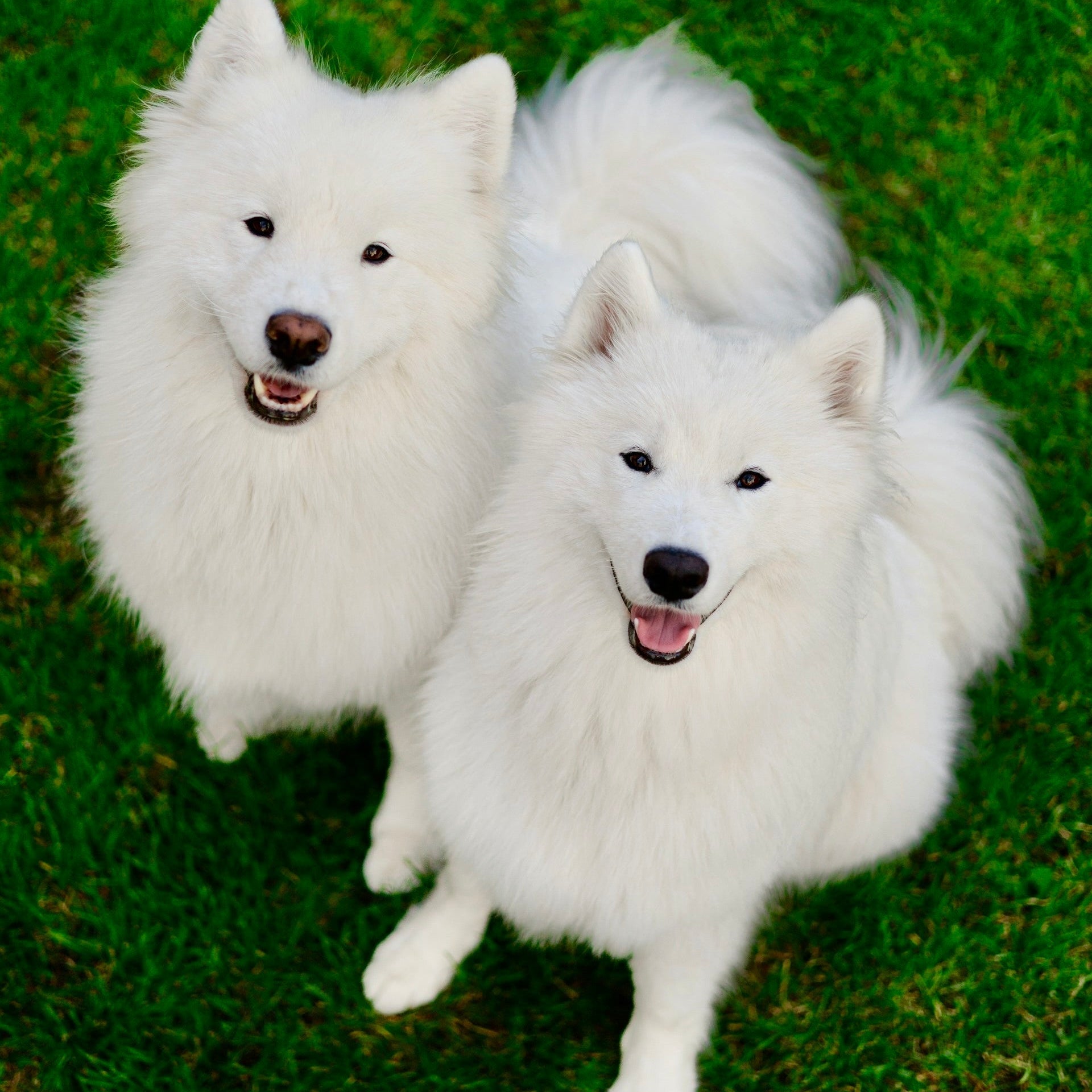 White coated dog looking bright and clean