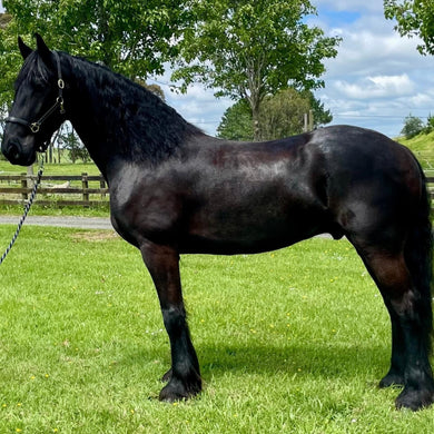 Eco Horse Charcoal Shampoo