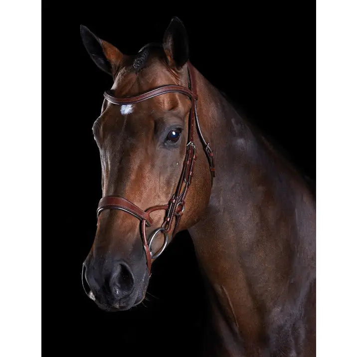 A Bay horse wearing a brown Collegiate ComFiTec Training Bridle