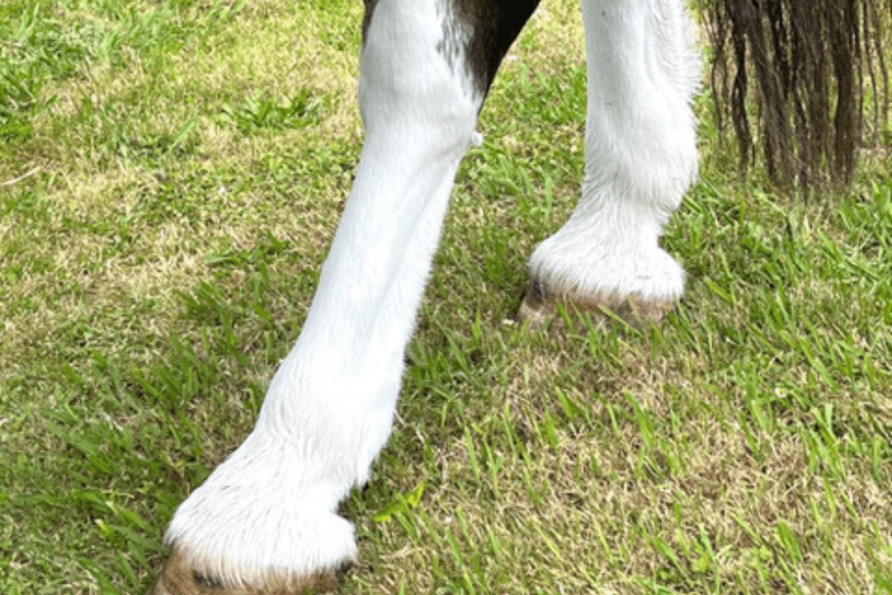 Eco Horse Purple Blue Shampoo