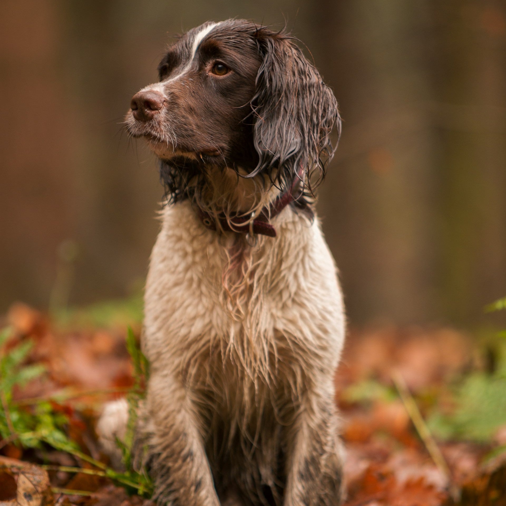 Eco Dog Whiff Away Dog Spray