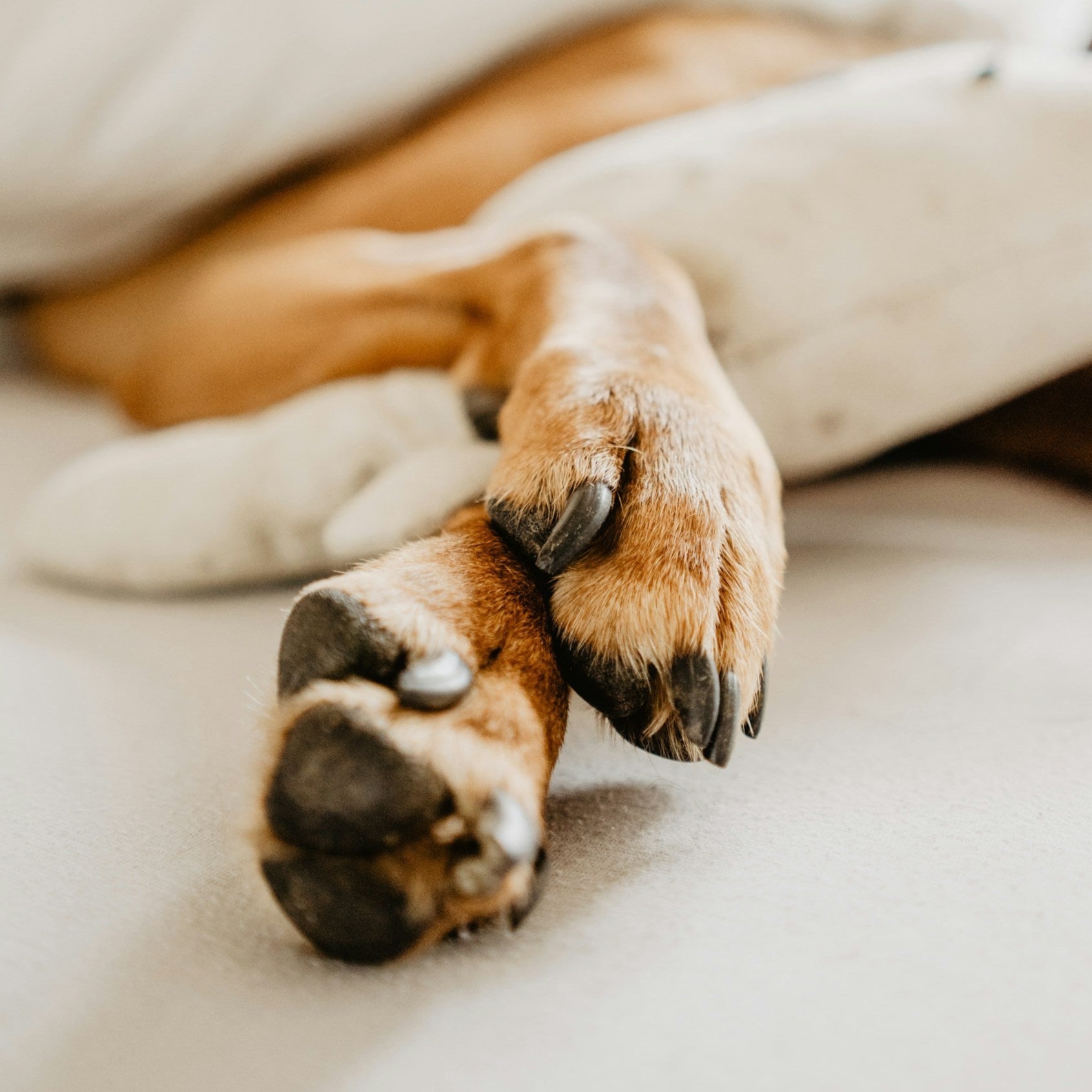 Eco Dog Snozz & Paw Natural Balm