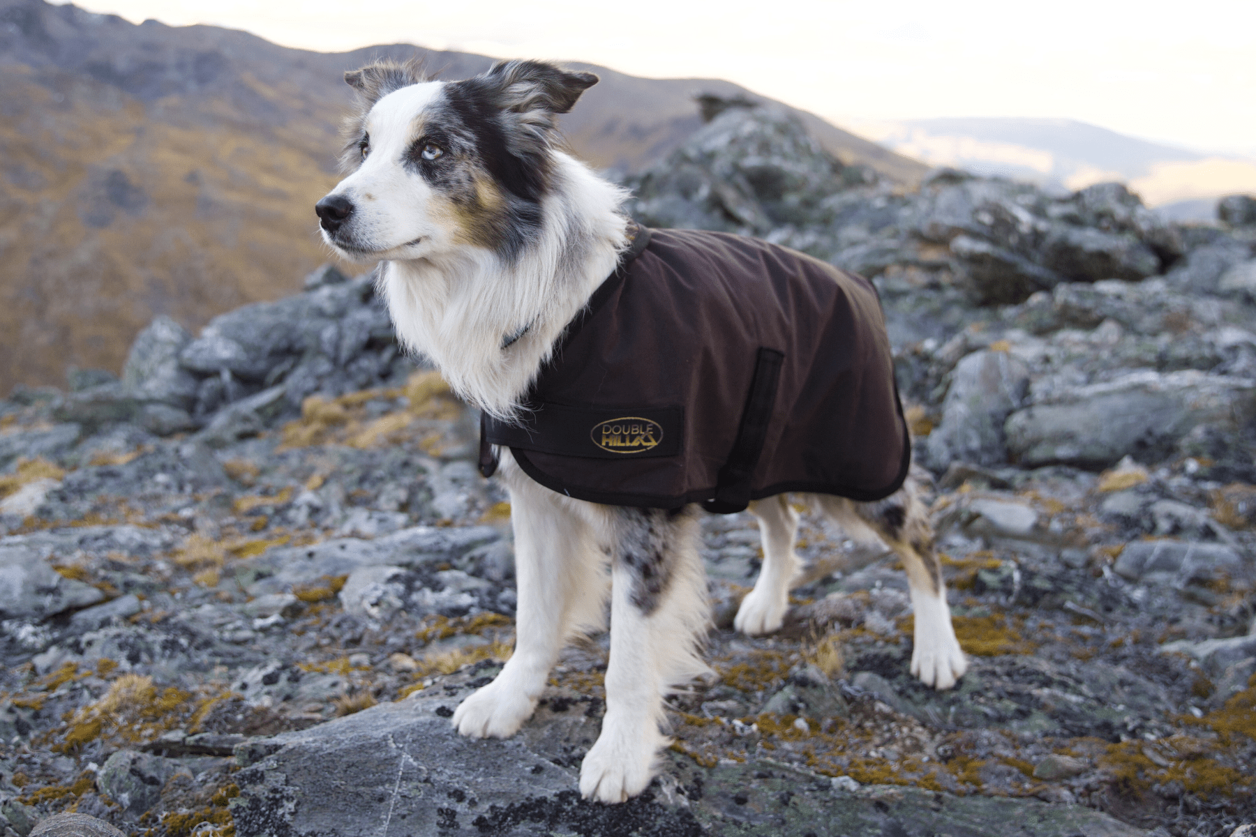 Double Hill Oilskin Dog Coat
