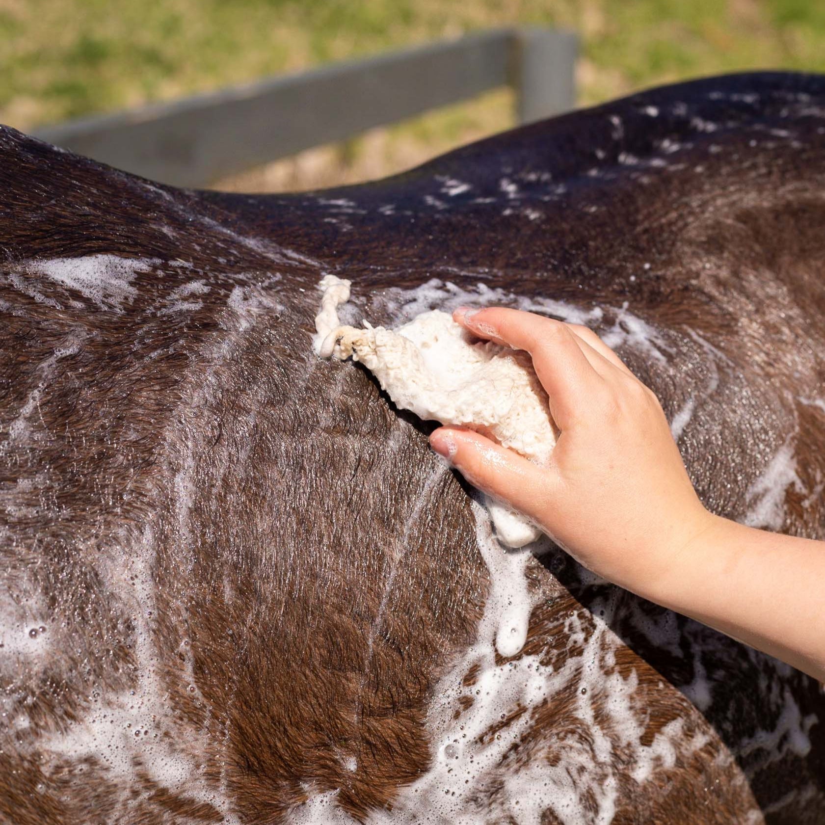Hairy Pony Eco-Friendly Original Shampoo Bar