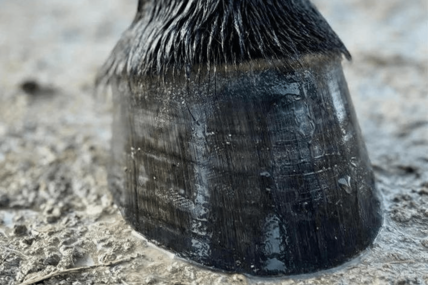Eco Horse Hoof Gloss & Conditioning Balm