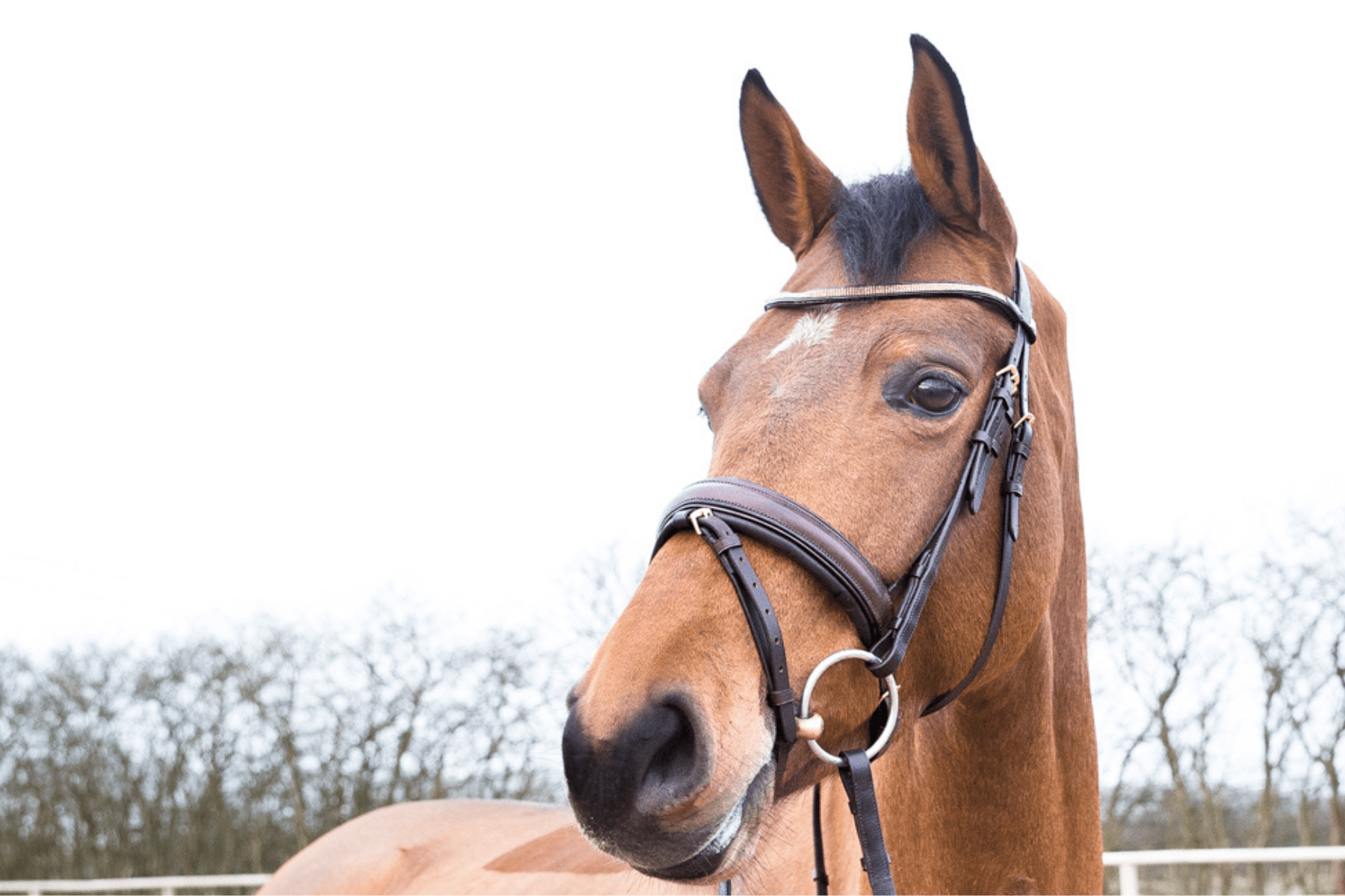 Horze Crescendo Lester Bridle