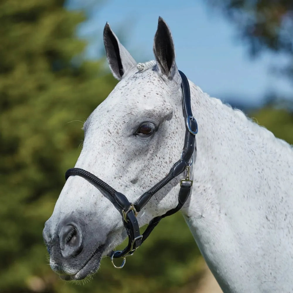 Kincade Leather Rope Headcollar Halter