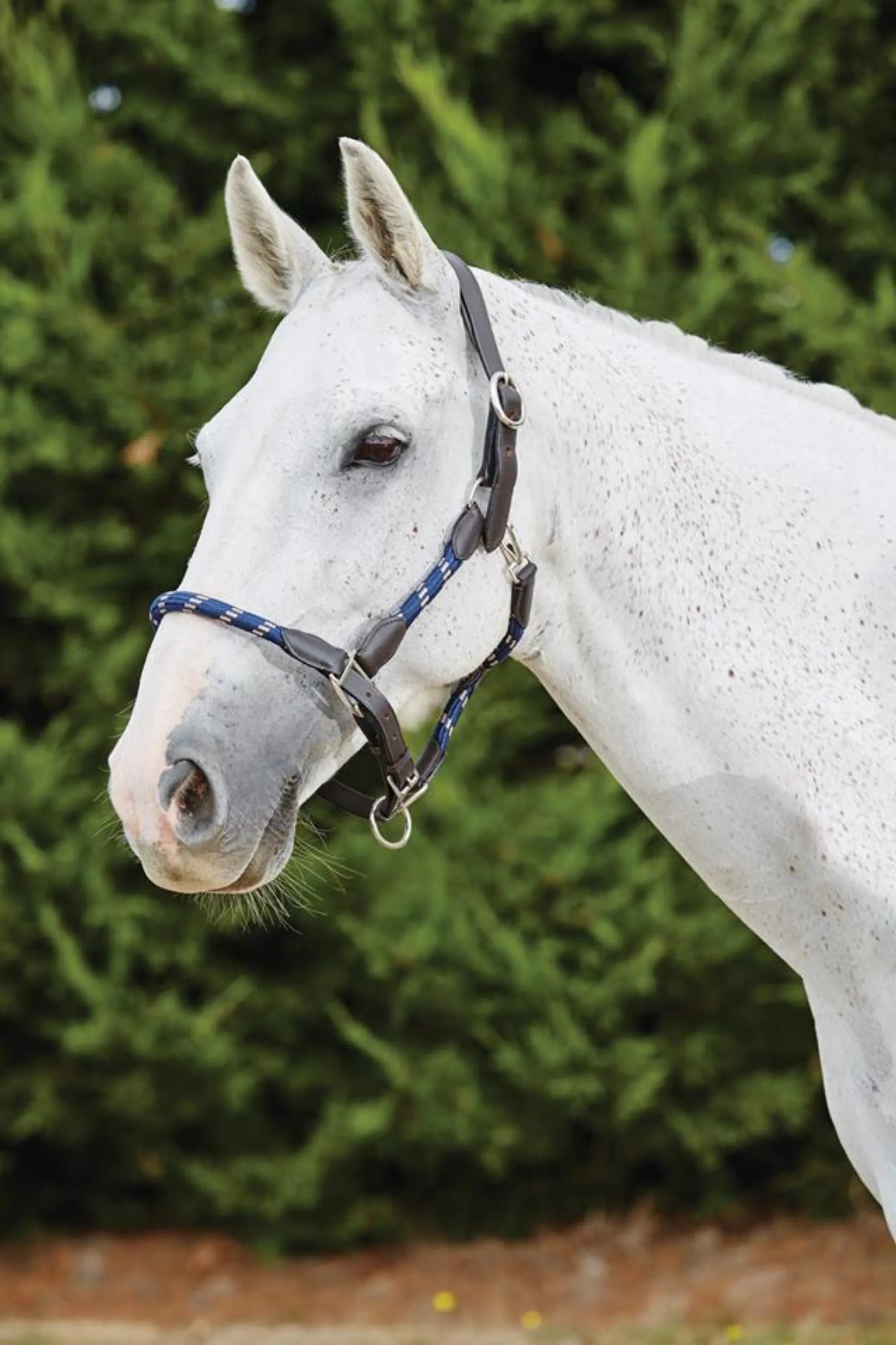 Kincade Leather Rope Headcollar Halter