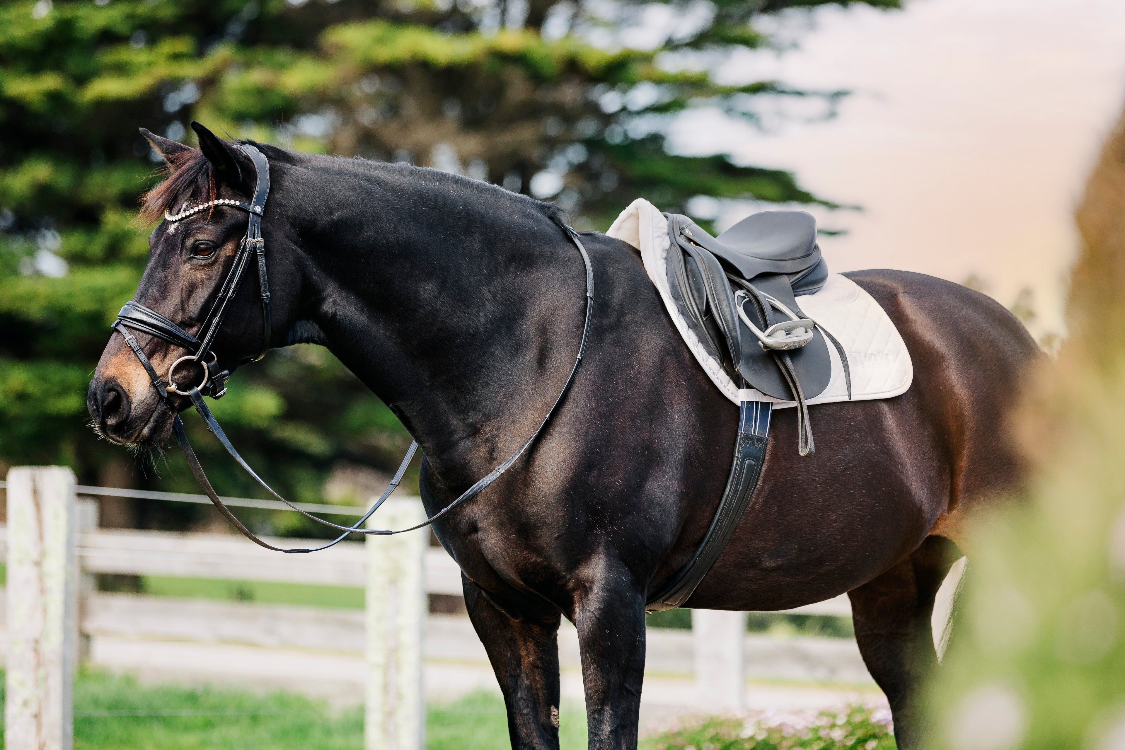Leader Equine Performance Jump Saddle Pad with Shims